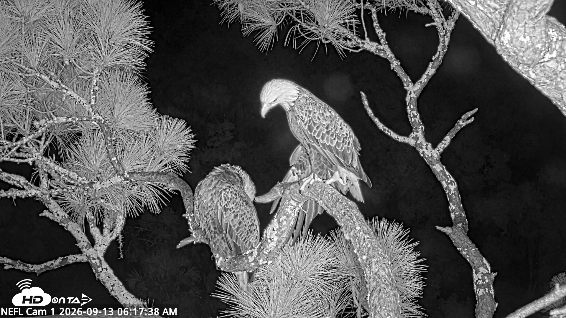 Snapshot of NE Florida Eagles Live Webcam taken Sep 13, 2026, 6:18am EDT