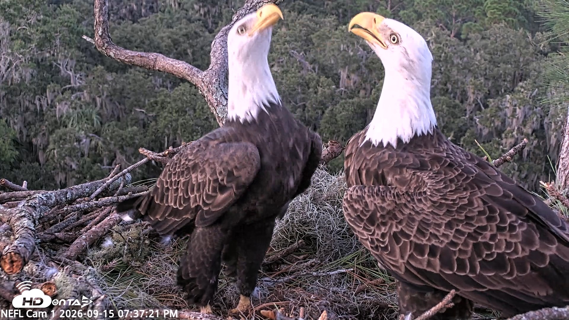 Snapshot of NE Florida Eagles Live Webcam taken Sep 15, 2026, 7:38pm EDT