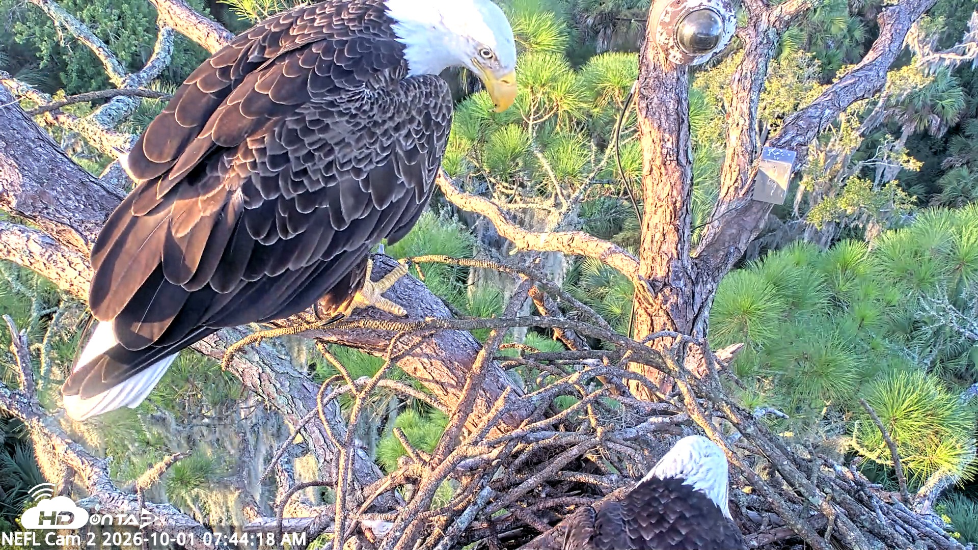Snapshot of NE Florida Eagles Live Webcam taken Oct 1, 2026, 7:45am EDT
