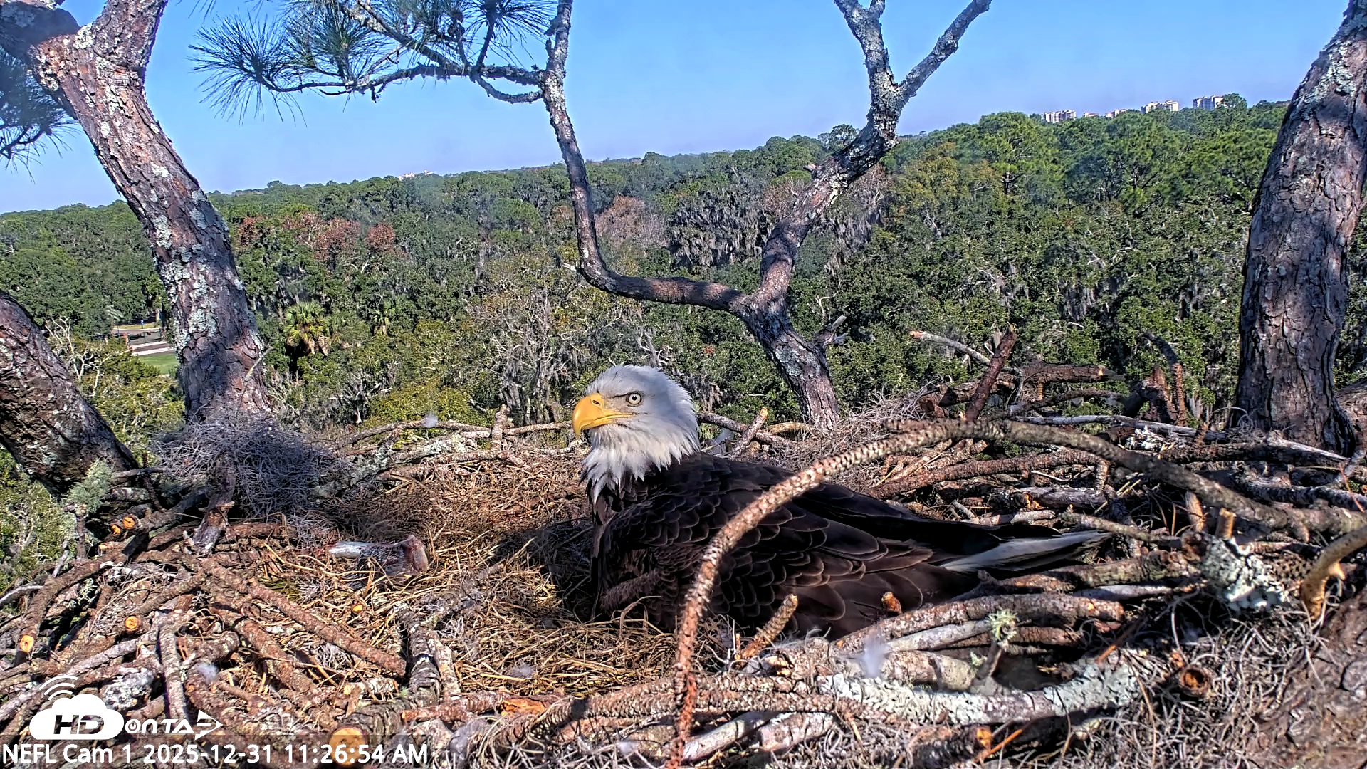Snapshot of NE Florida Eagles Live Webcam taken Dec 31, 2025, 11:27am EST