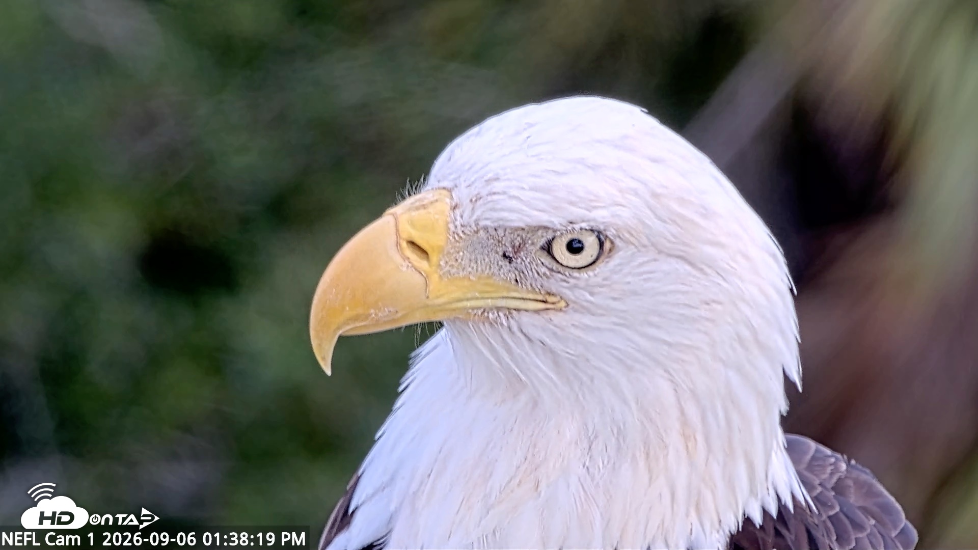Snapshot of NE Florida Eagles Live Webcam taken Sep 6, 2026, 1:39pm EDT