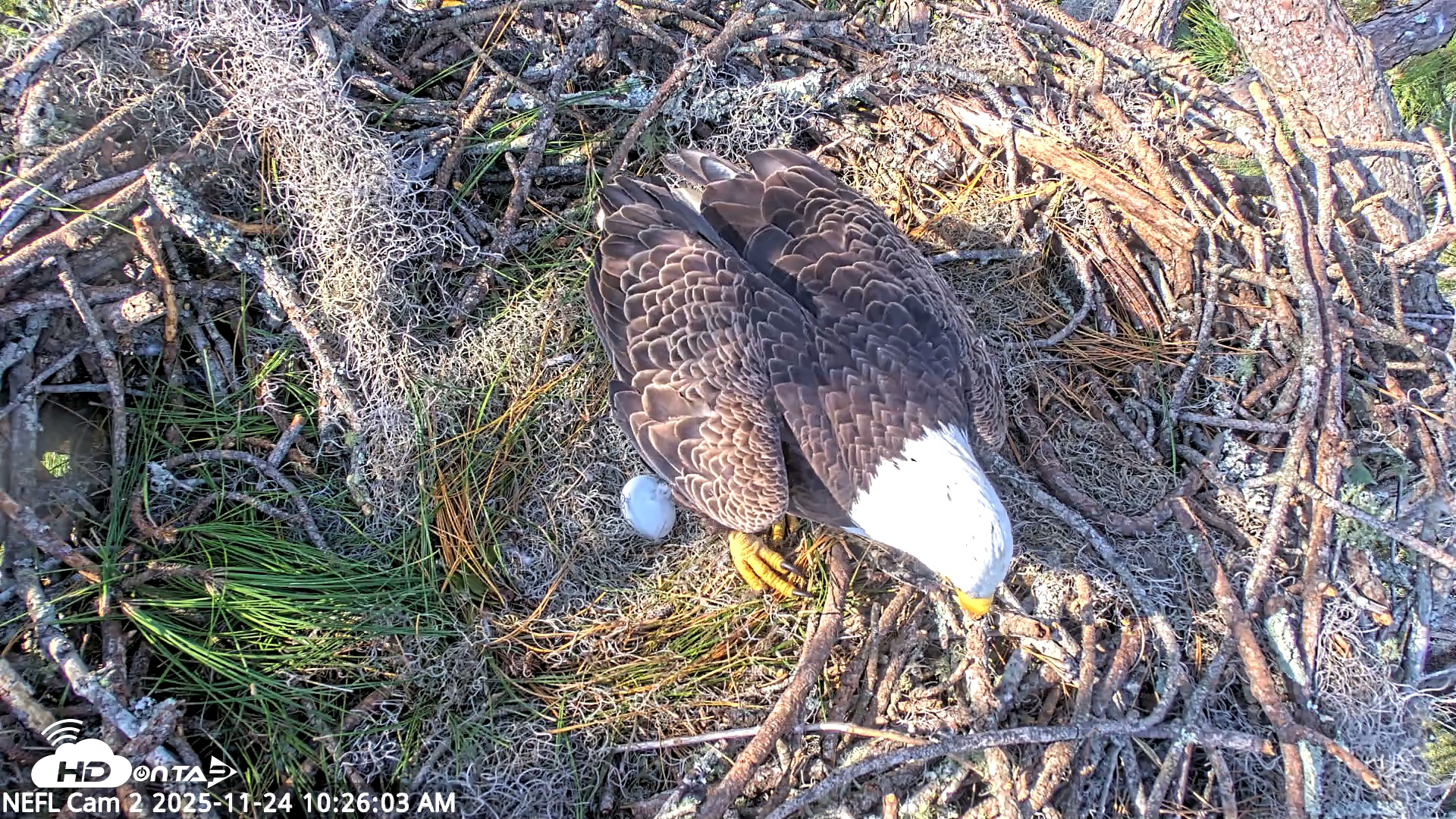 Snapshot of NE Florida Eagles Live Webcam taken Nov 24, 2025, 10:26am EST