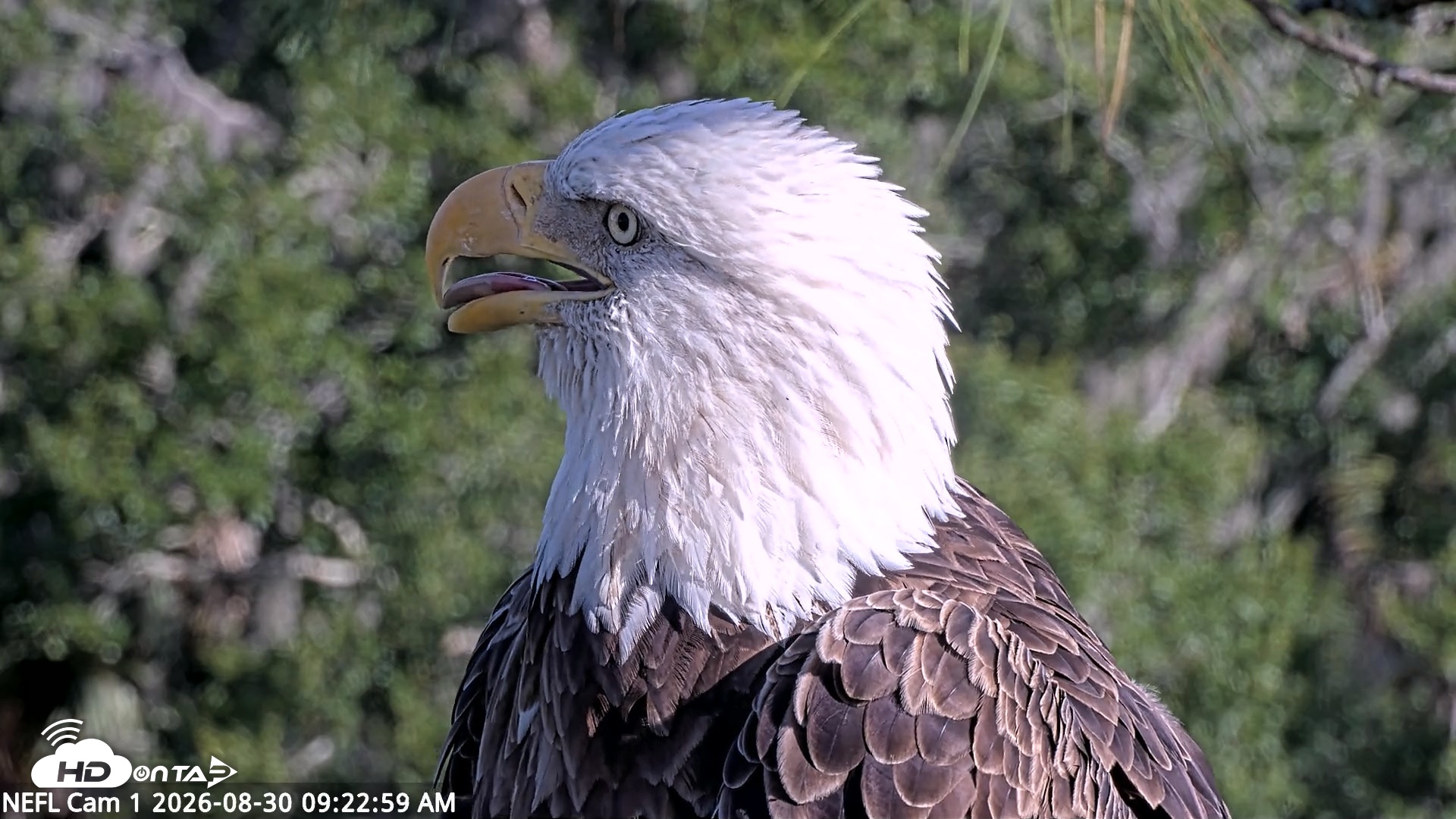 Snapshot of NE Florida Eagles Live Webcam taken Aug 30, 2026, 9:24am EDT