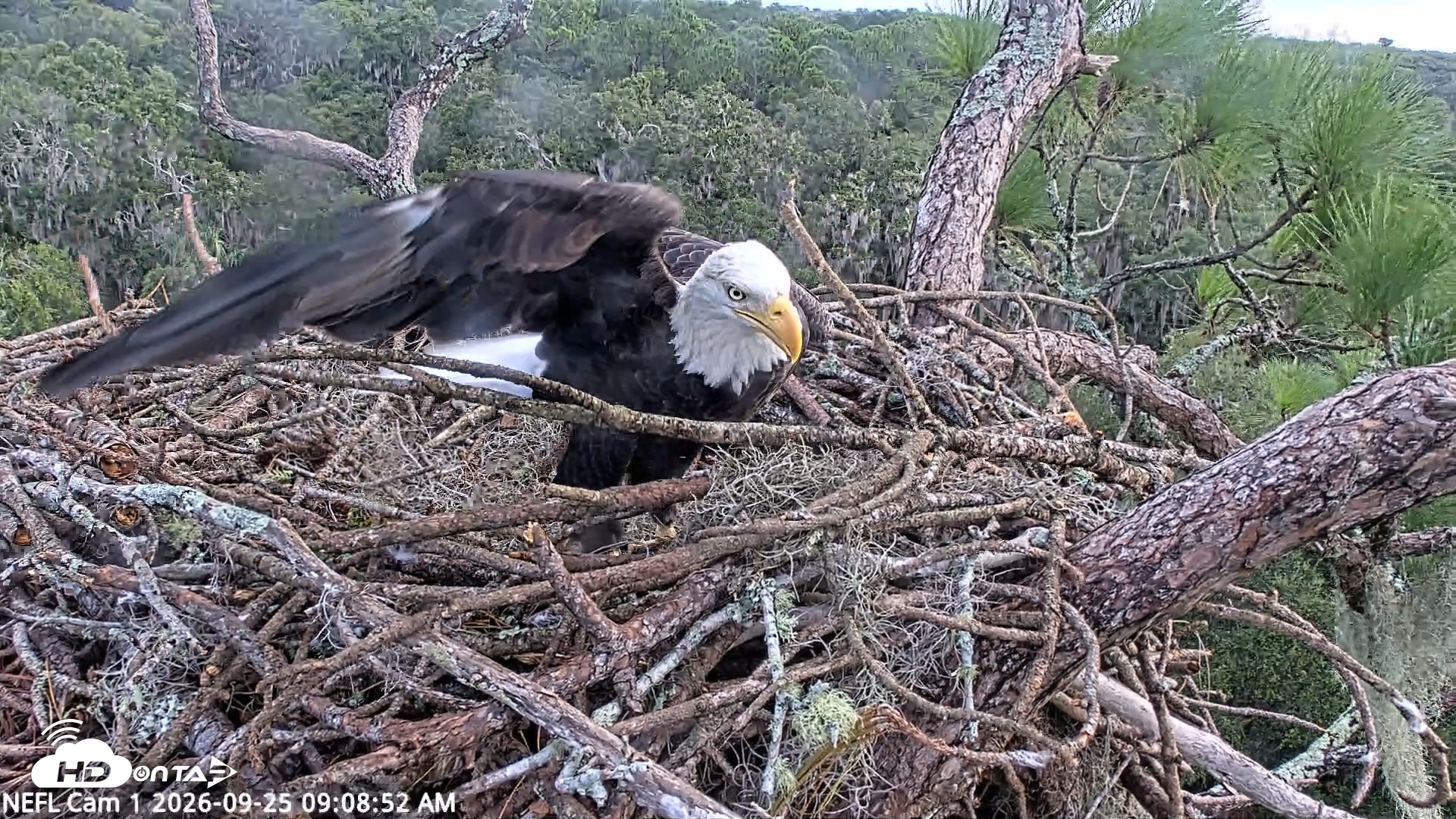 Snapshot of NE Florida Eagles Live Webcam taken Sep 25, 2026, 9:09am EDT