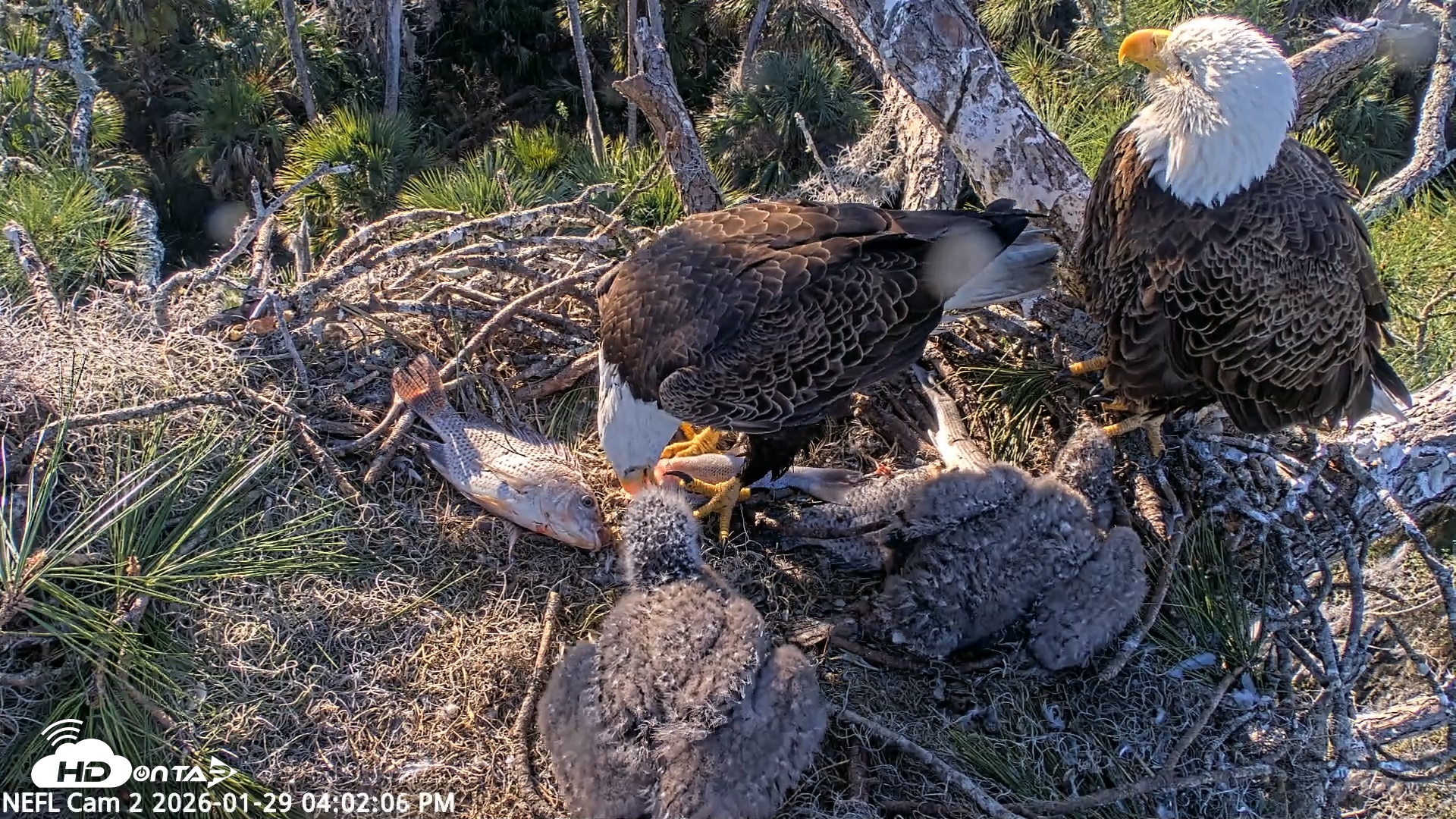 Snapshot of NE Florida Eagles Live Webcam taken Jan 29, 2026, 4:02pm EST