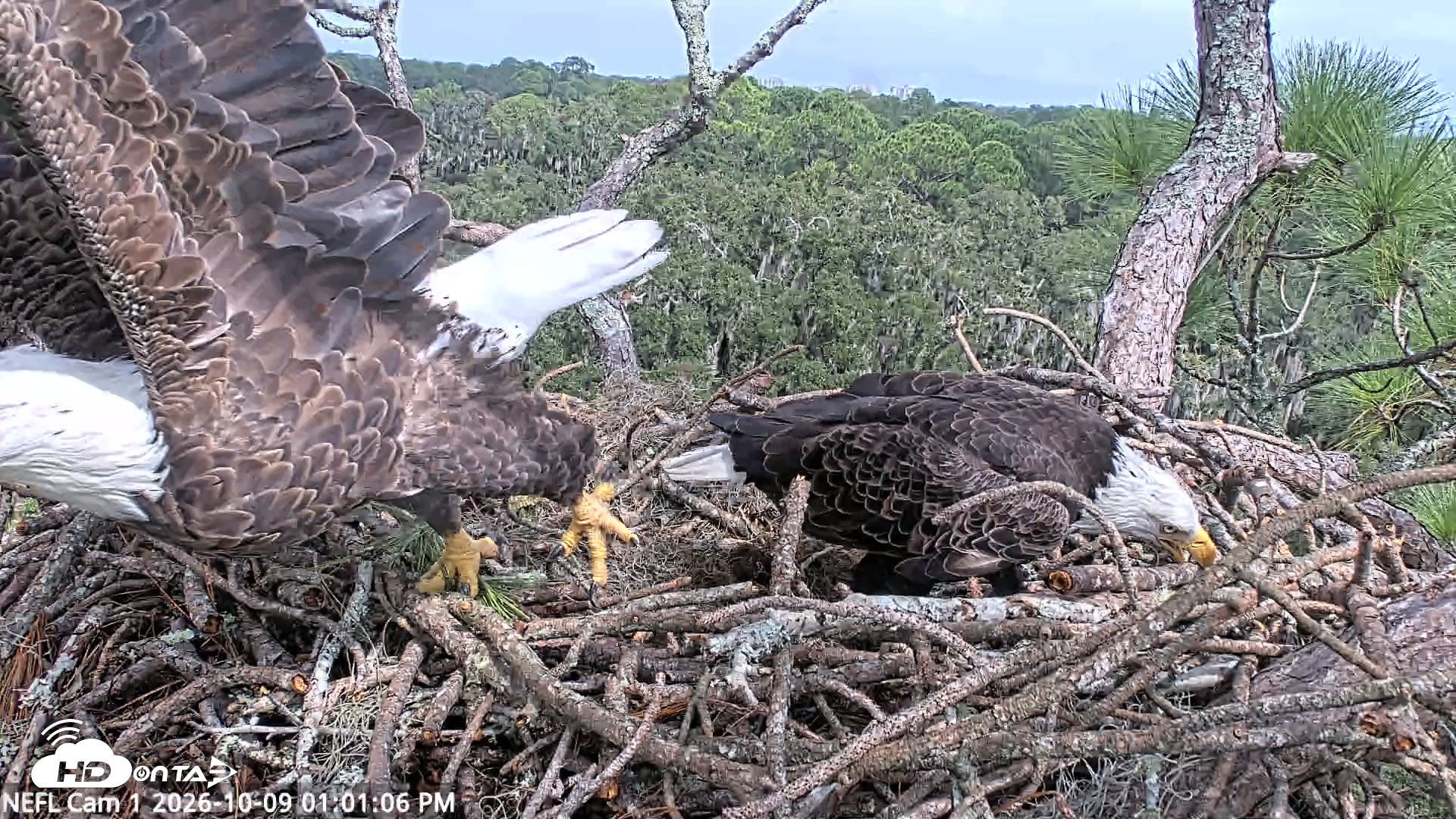 Snapshot of NE Florida Eagles Live Webcam taken Oct 9, 2026, 1:02pm EDT
