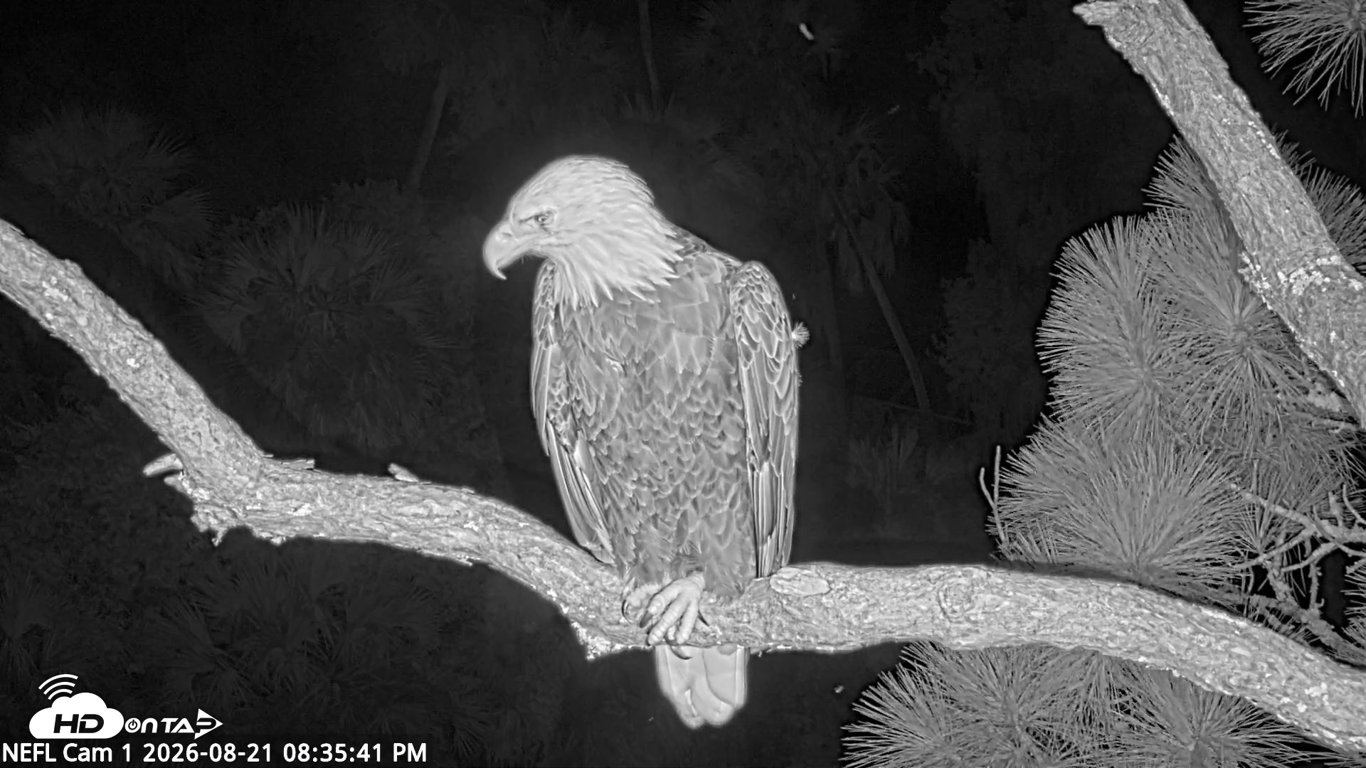 Snapshot of NE Florida Eagles Live Webcam taken Aug 21, 2026, 8:36pm EDT