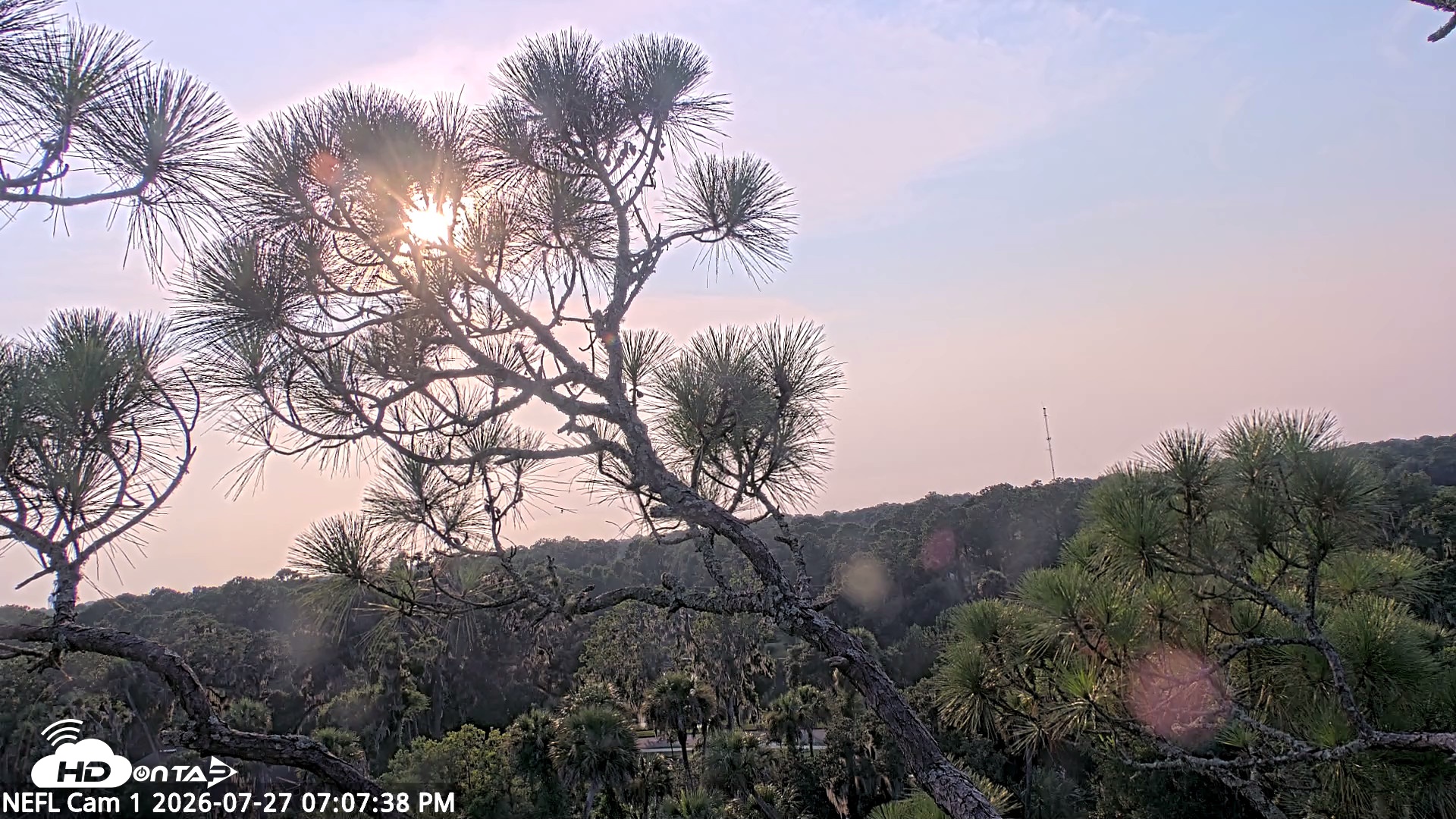 Snapshot of NE Florida Eagles Live Webcam taken Jul 27, 2026, 7:08pm EDT