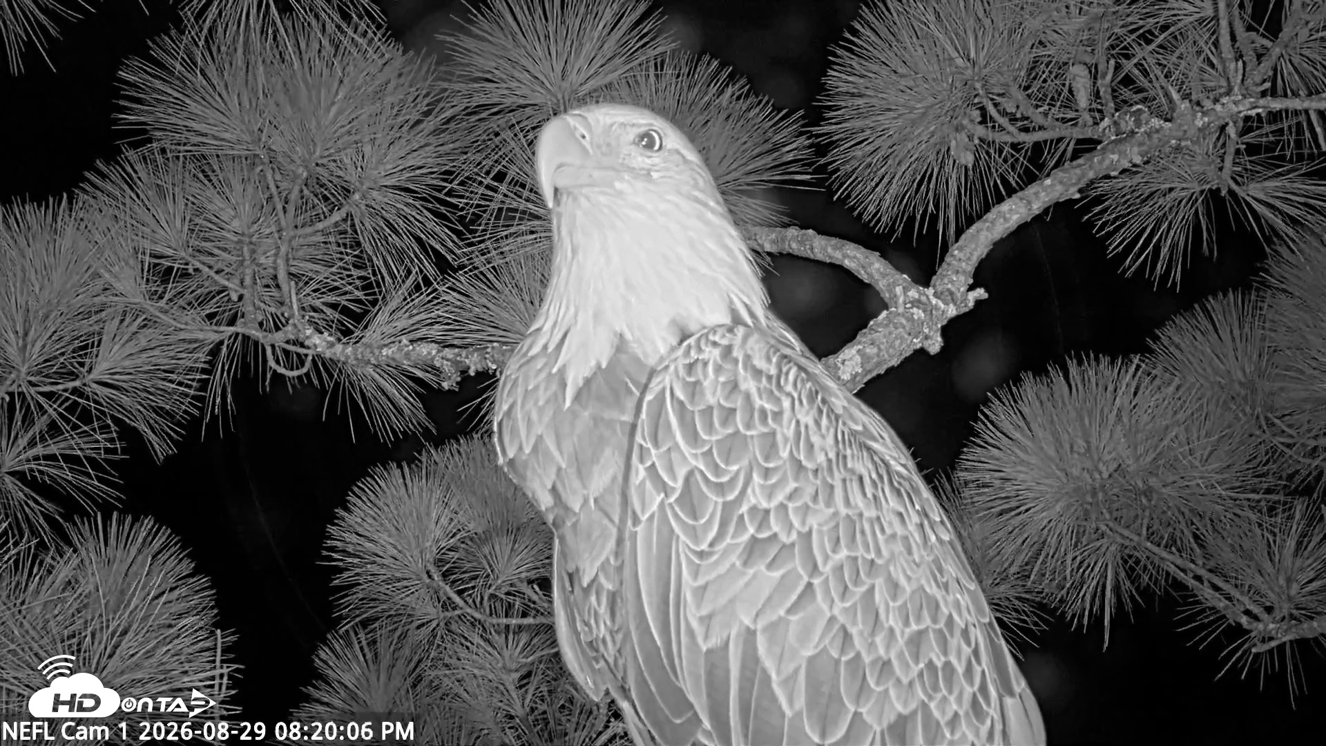 Snapshot of NE Florida Eagles Live Webcam taken Aug 29, 2026, 8:21pm EDT