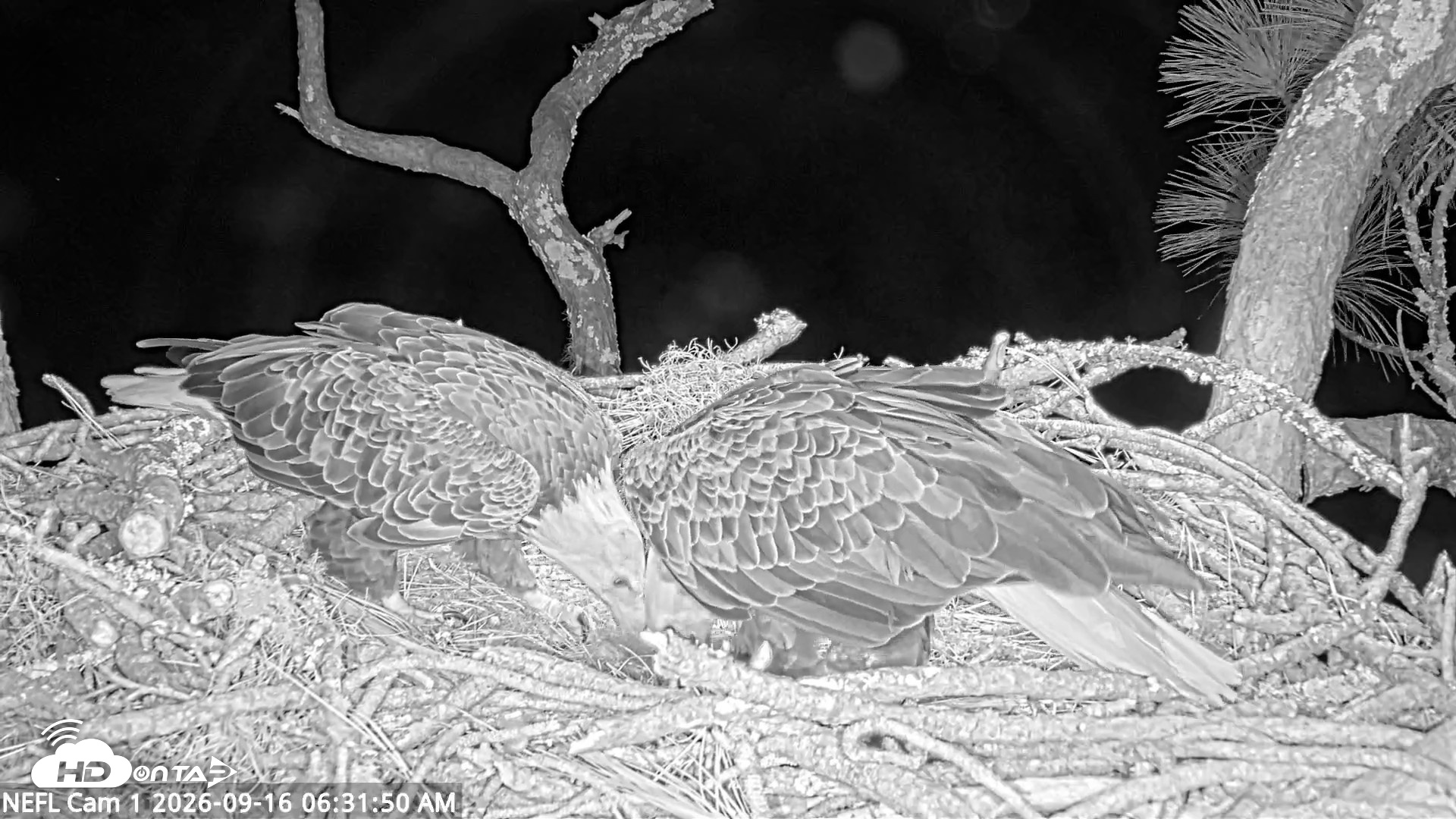 Snapshot of NE Florida Eagles Live Webcam taken Sep 16, 2026, 6:32am EDT
