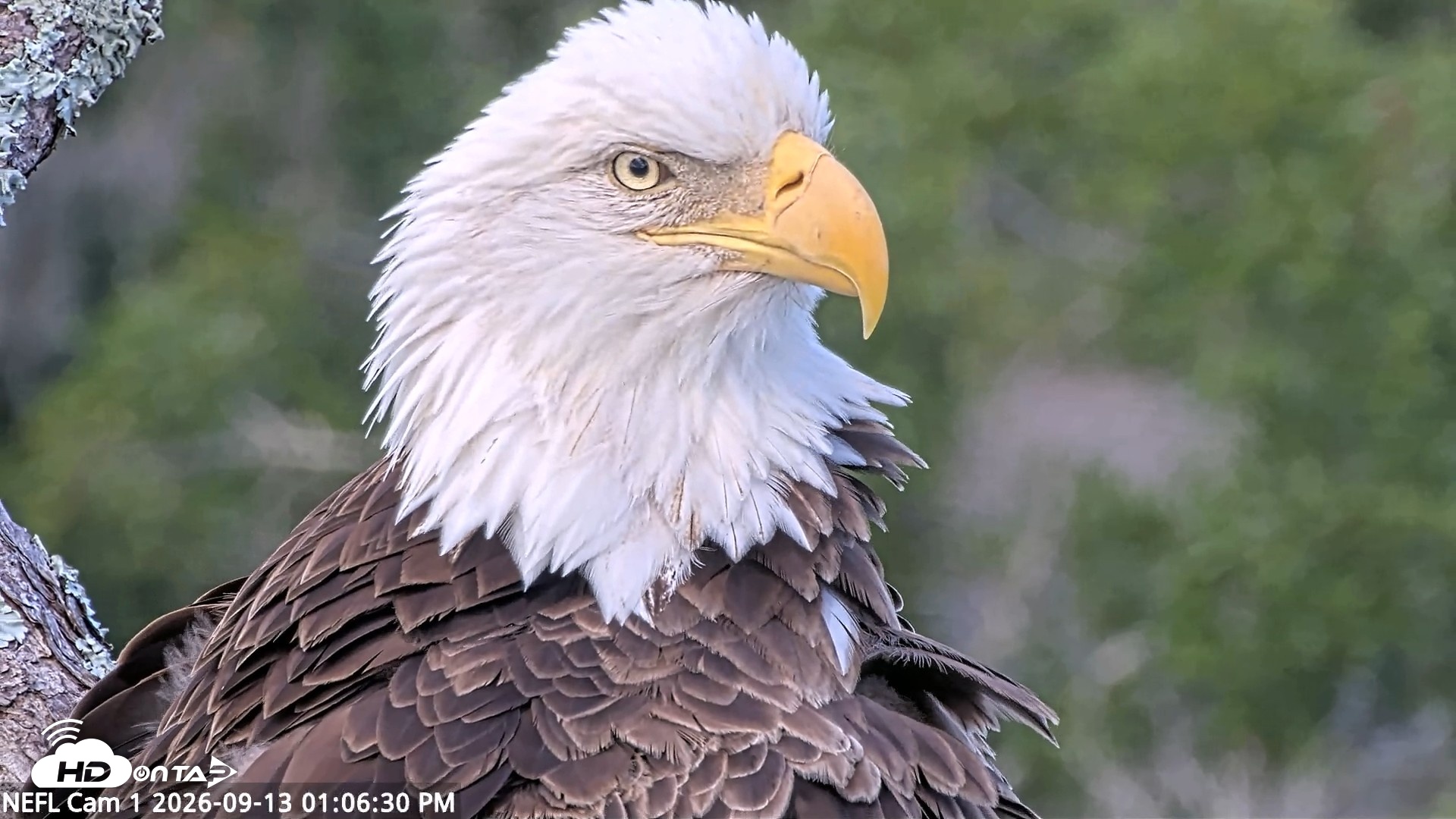 Snapshot of NE Florida Eagles Live Webcam taken Sep 13, 2026, 1:07pm EDT