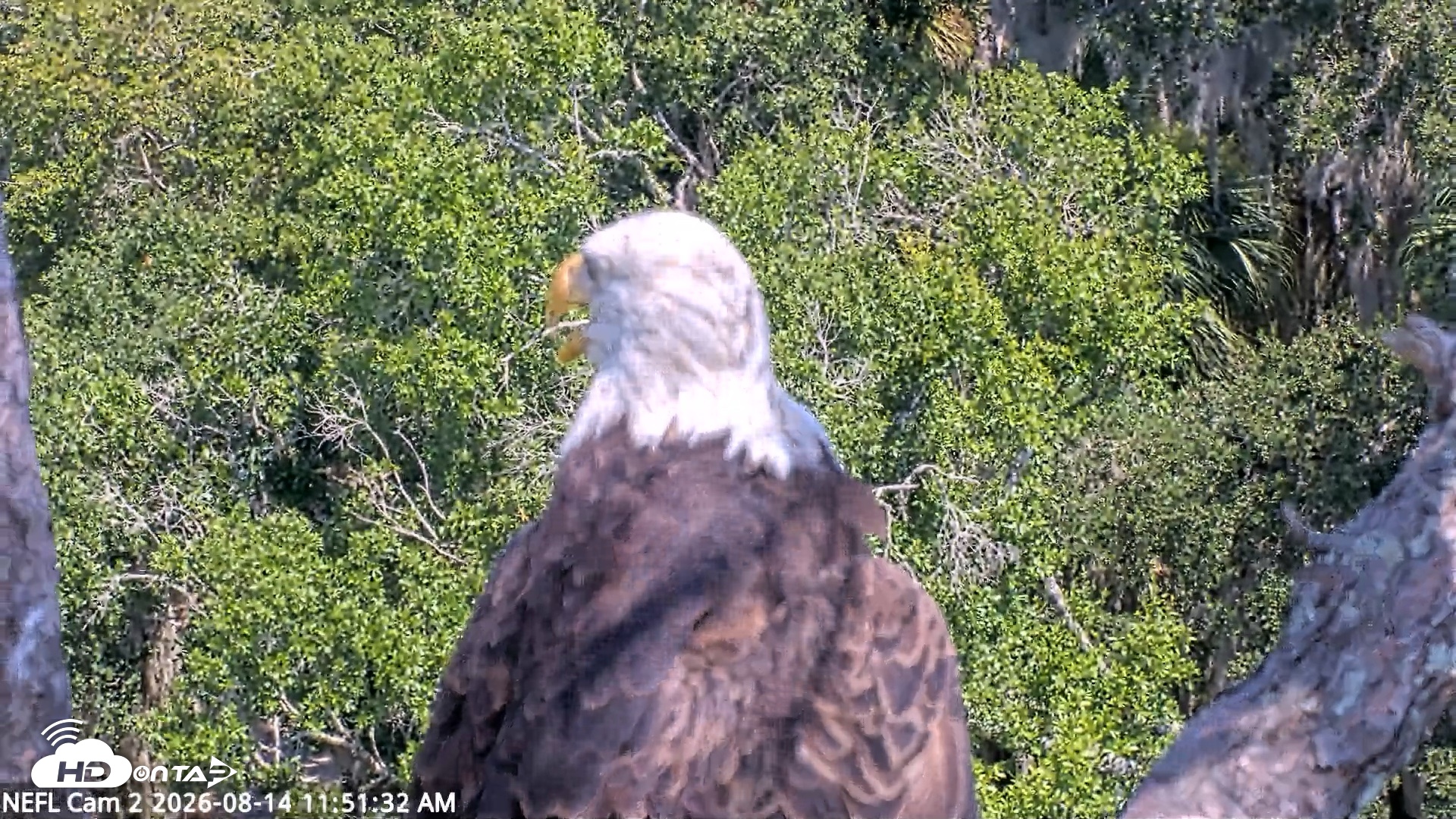 Snapshot of NE Florida Eagles Live Webcam taken Aug 14, 2026, 11:52am EDT