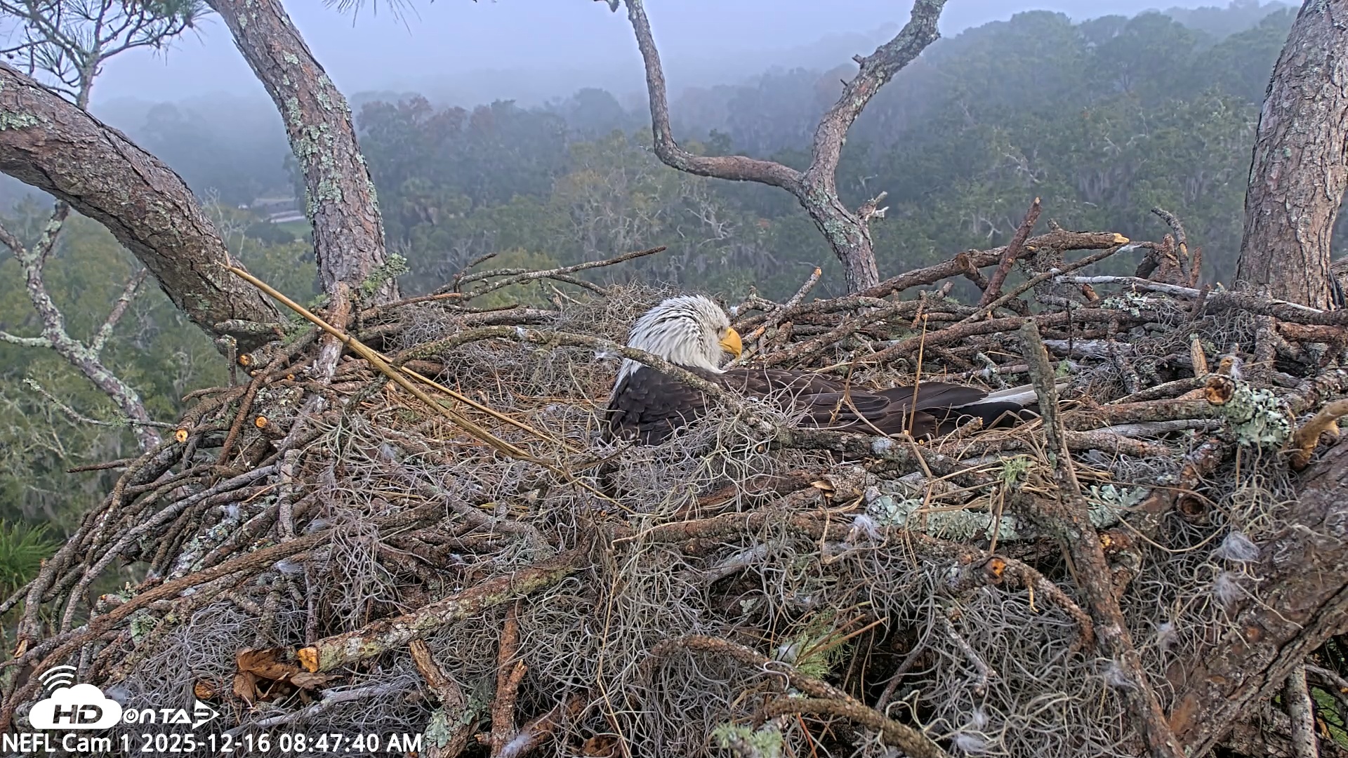 Snapshot of NE Florida Eagles Live Webcam taken Dec 16, 2025, 8:48am EST