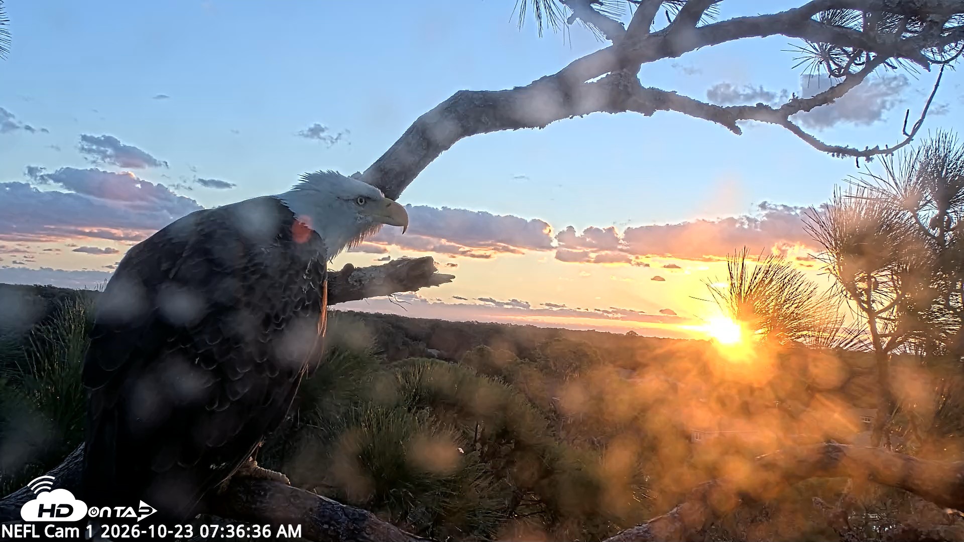 Snapshot of NE Florida Eagles Live Webcam taken Oct 23, 2026, 7:37am EDT