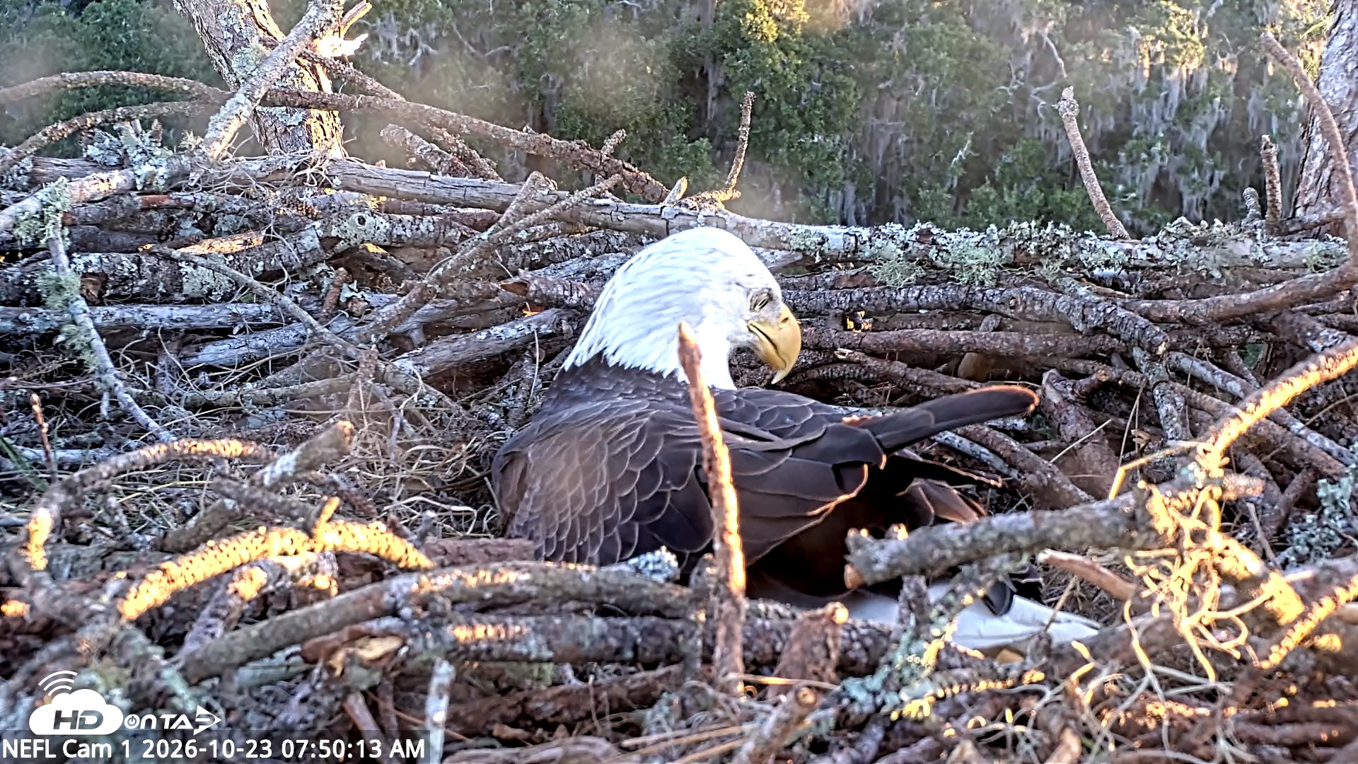 Snapshot of NE Florida Eagles Live Webcam taken Oct 23, 2026, 7:51am EDT