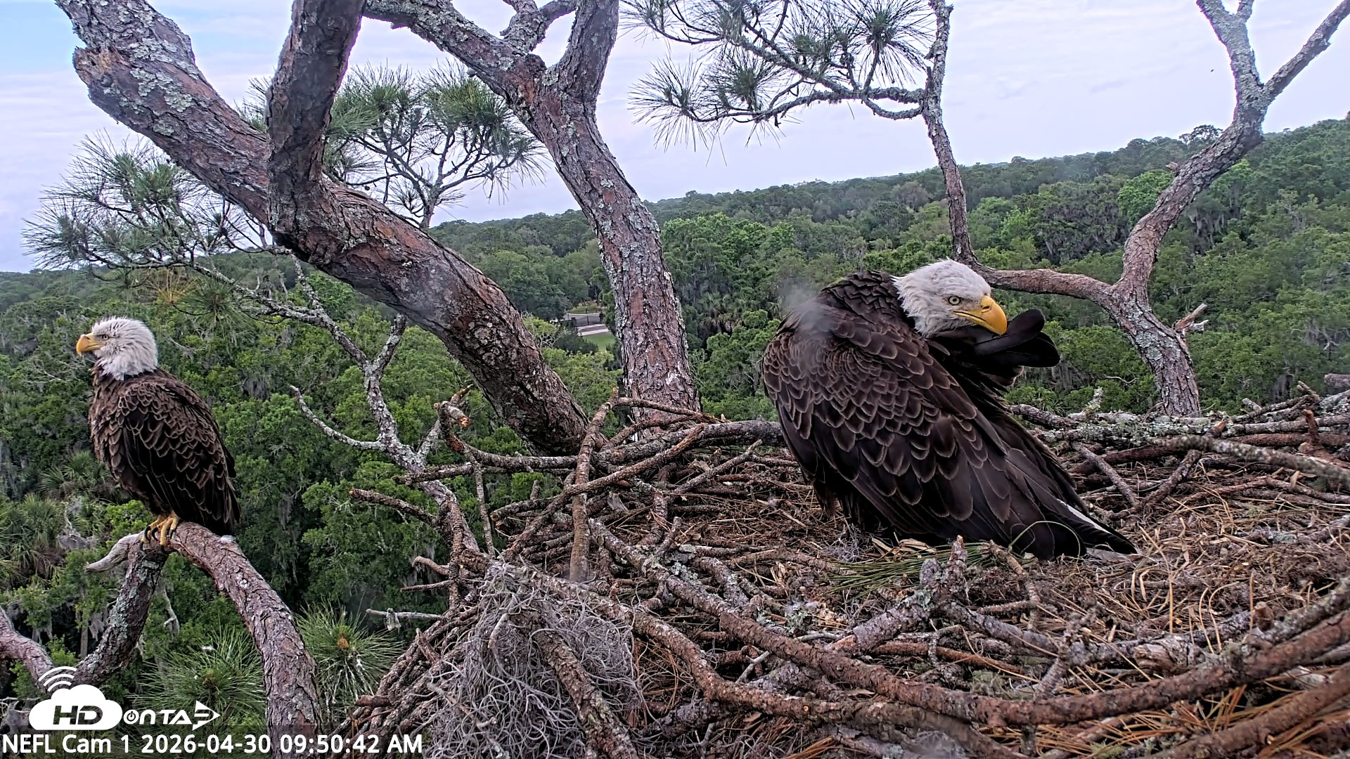 Snapshot of NE Florida Eagles Live Webcam taken Apr 30, 2026, 9:51am EDT