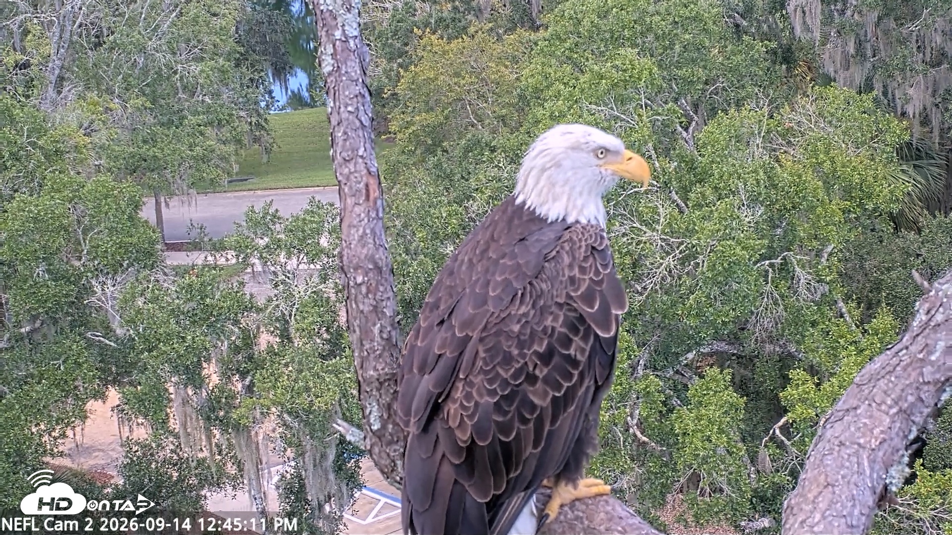 Snapshot of NE Florida Eagles Live Webcam taken Sep 14, 2026, 12:47pm EDT