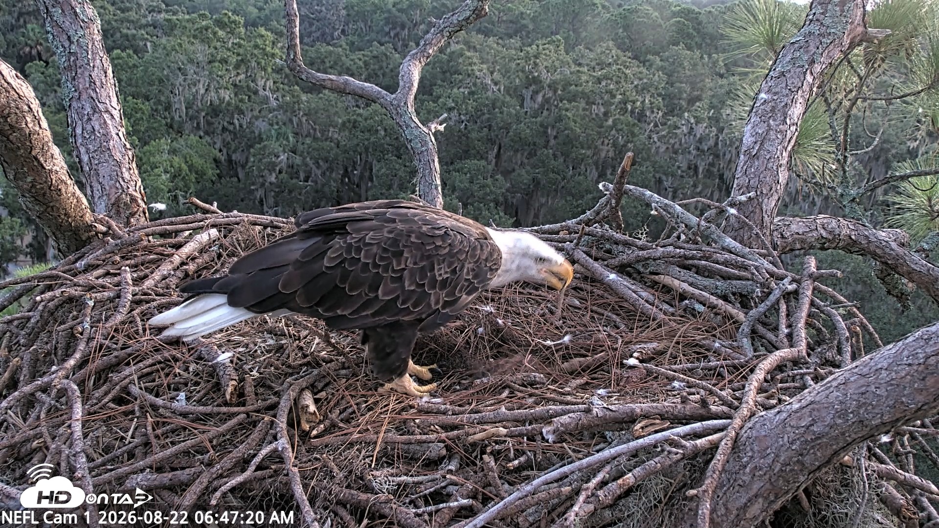 Snapshot of NE Florida Eagles Live Webcam taken Aug 22, 2026, 6:48am EDT