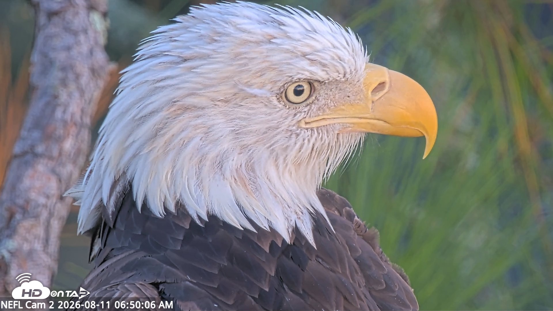 Snapshot of NE Florida Eagles Live Webcam taken Aug 11, 2026, 6:50am EDT
