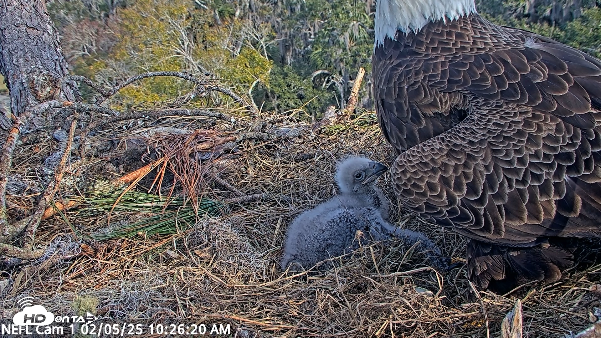 Snapshot of NE Florida Eagles Live Webcam taken Feb 5, 2025, 10:26am EST