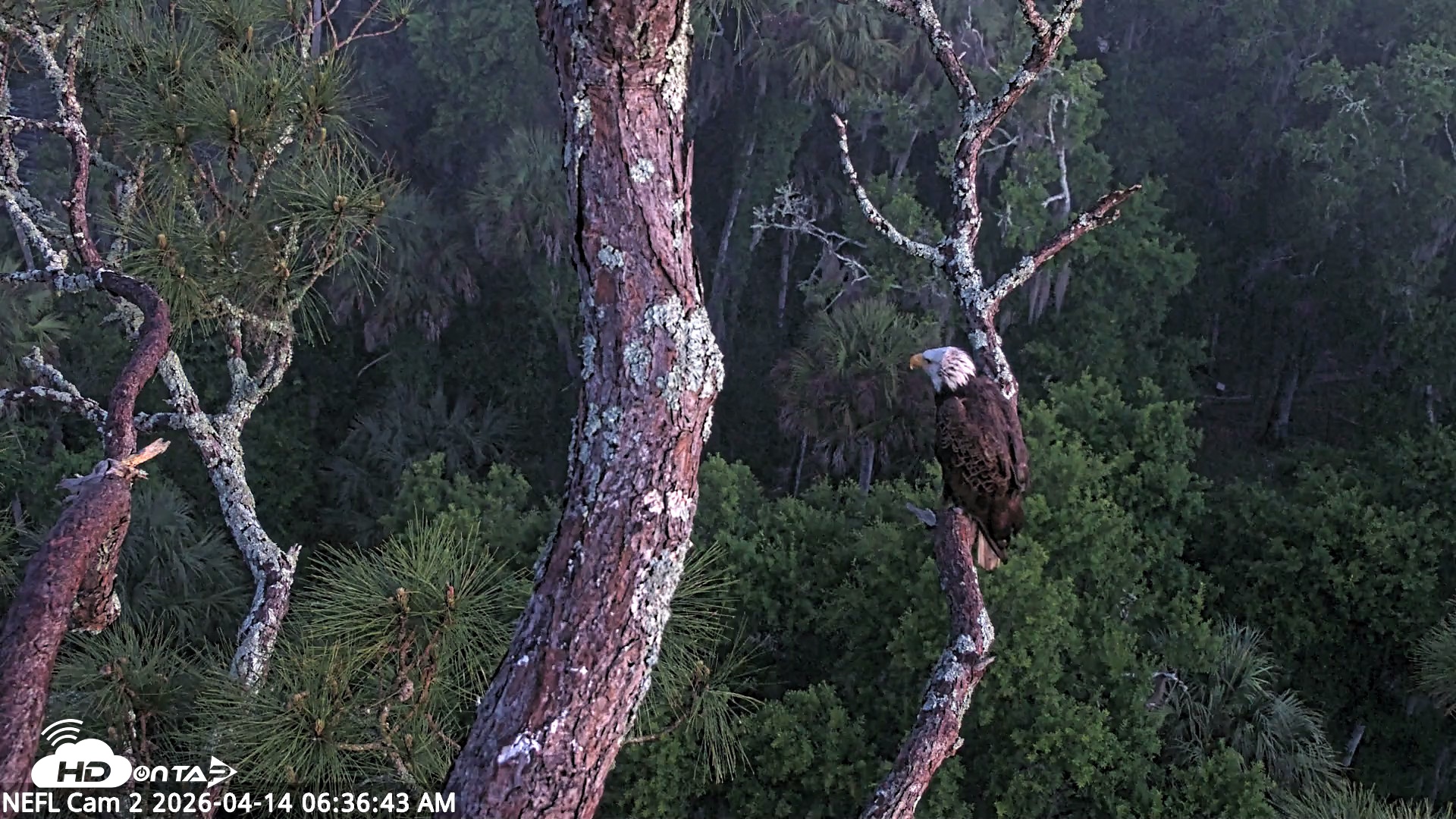 Snapshot of NE Florida Eagles Live Webcam taken Apr 14, 2026, 6:37am EDT