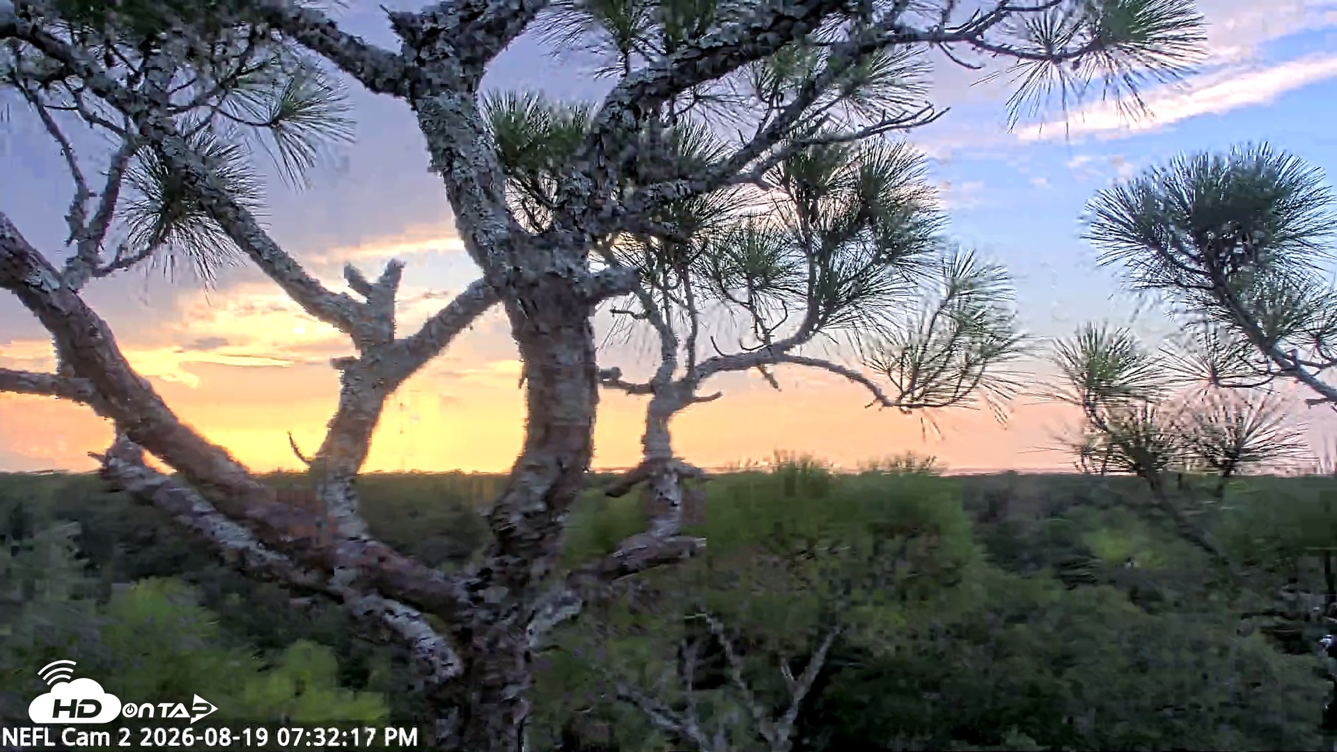 Snapshot of NE Florida Eagles Live Webcam taken Aug 19, 2026, 7:33pm EDT