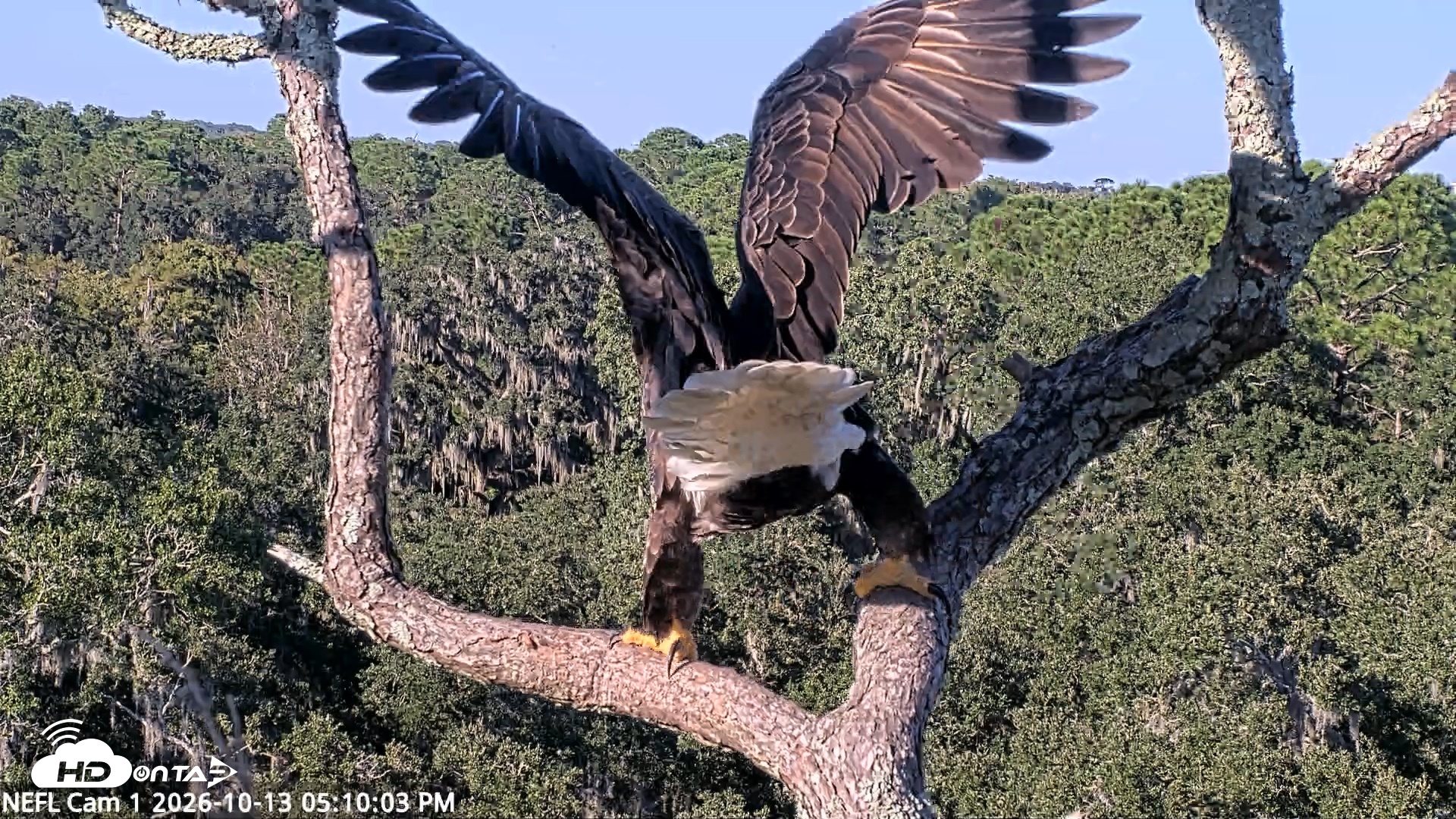 Snapshot of NE Florida Eagles Live Webcam taken Oct 13, 2026, 5:10pm EDT
