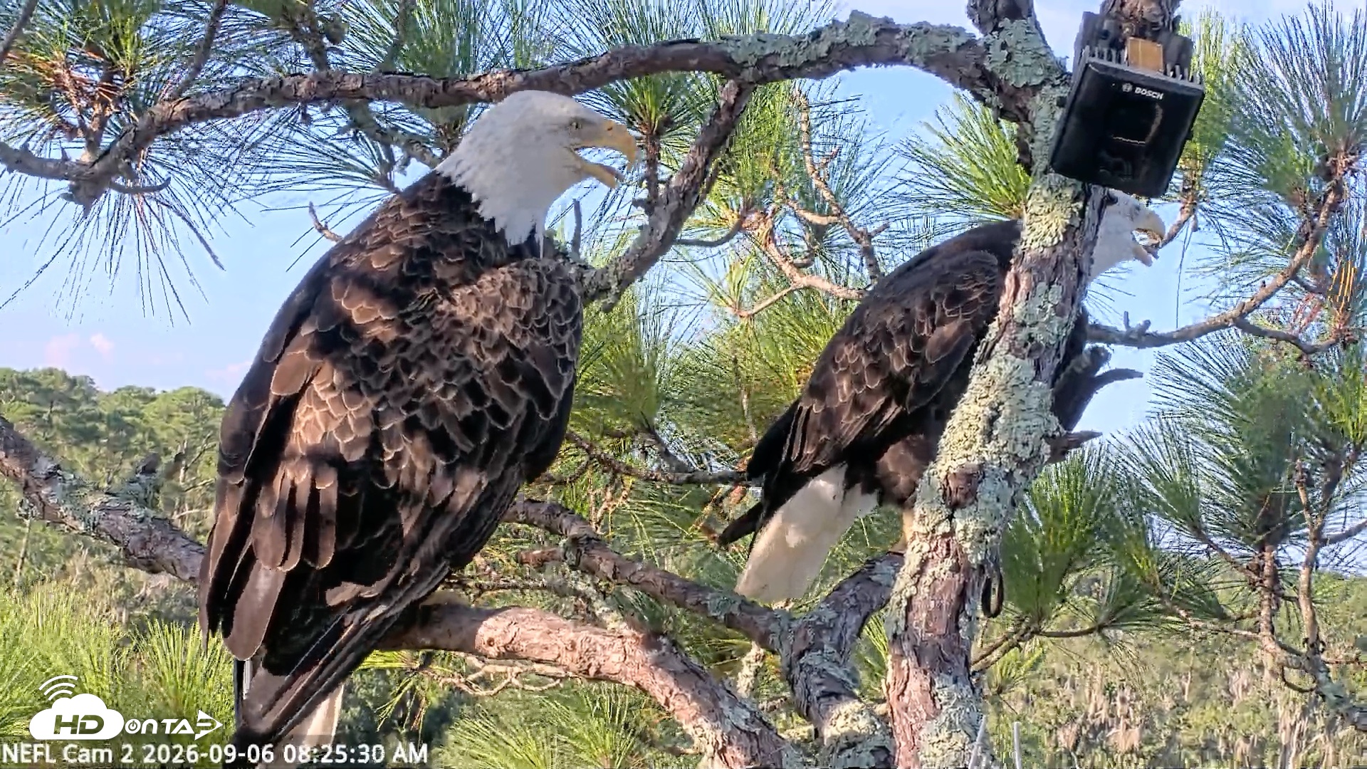 Snapshot of NE Florida Eagles Live Webcam taken Sep 6, 2026, 8:26am EDT