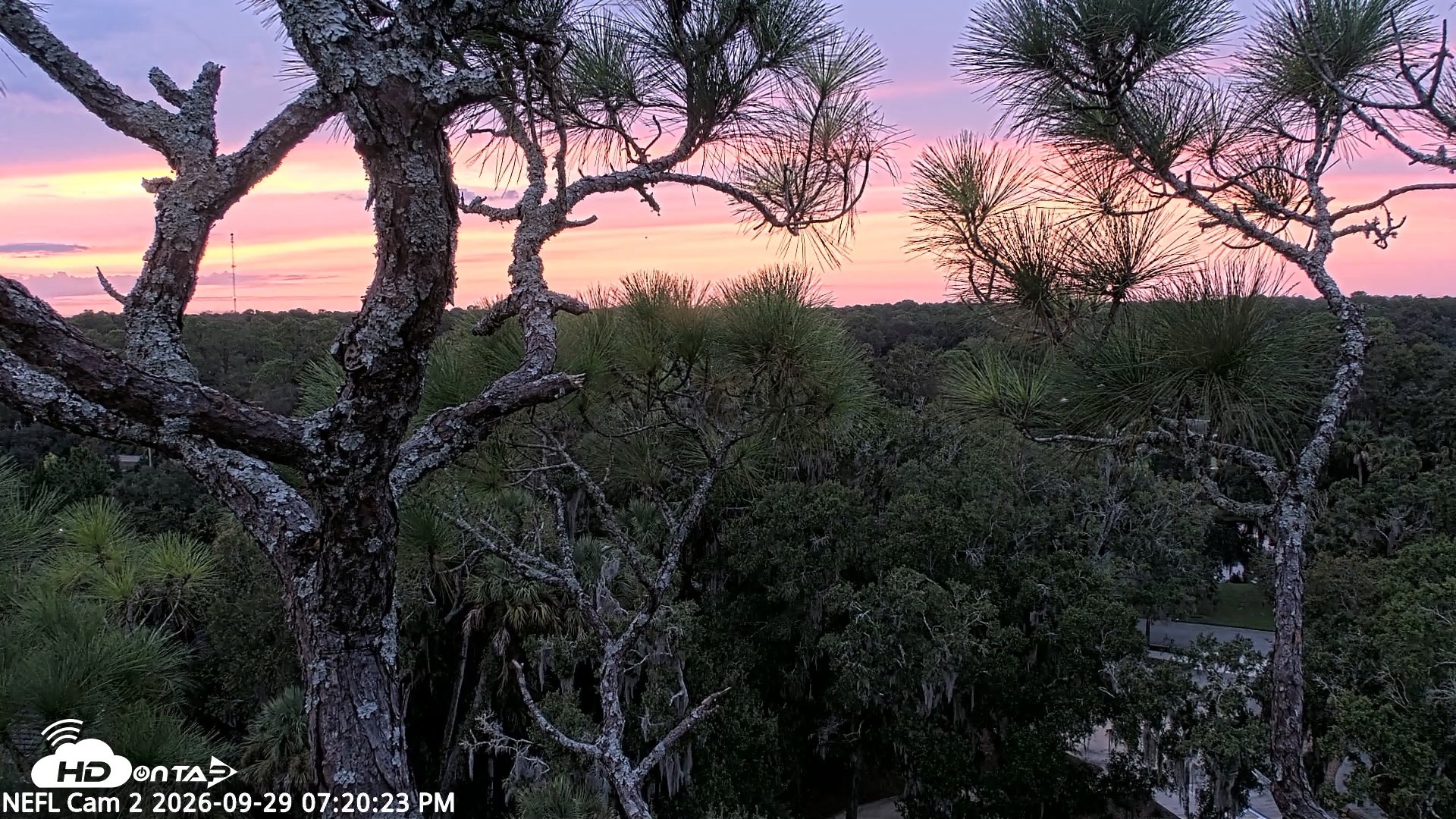Snapshot of NE Florida Eagles Live Webcam taken Sep 29, 2026, 7:21pm EDT