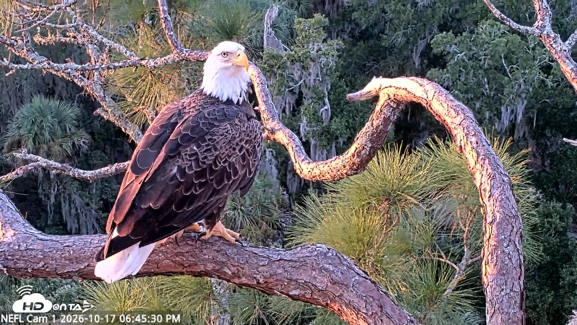 Snapshot of NE Florida Eagles Live Webcam taken Oct 17, 2026, 6:46pm EDT