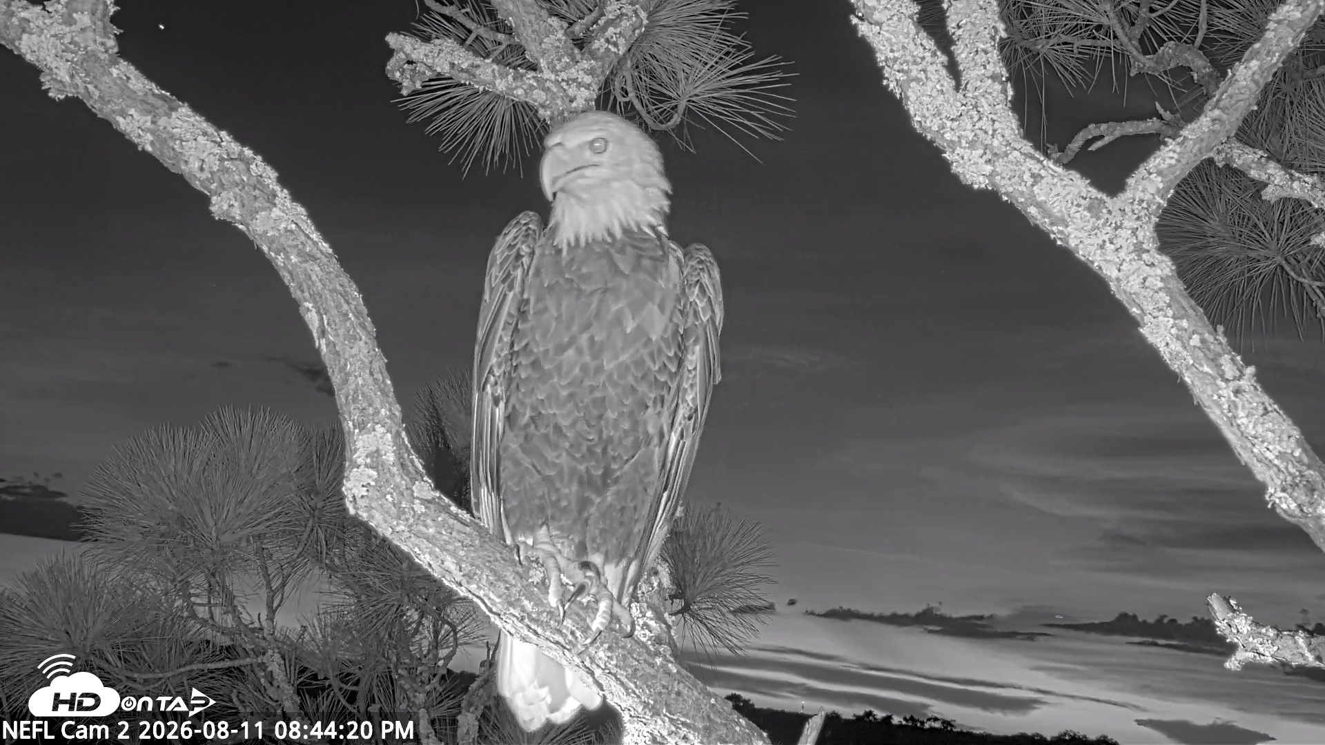 Snapshot of NE Florida Eagles Live Webcam taken Aug 11, 2026, 8:45pm EDT