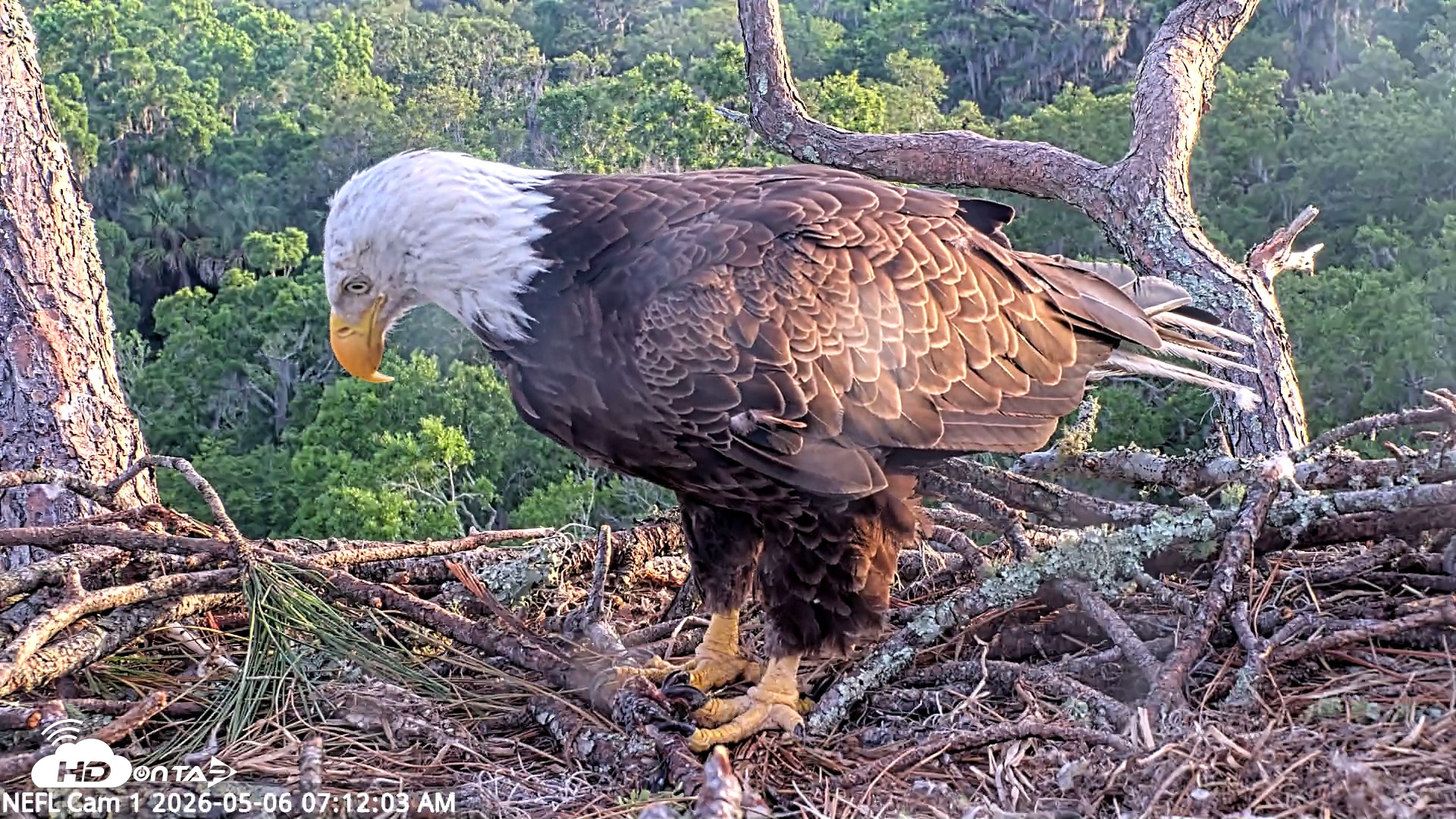 Snapshot of NE Florida Eagles Live Webcam taken May 6, 2026, 7:12am EDT