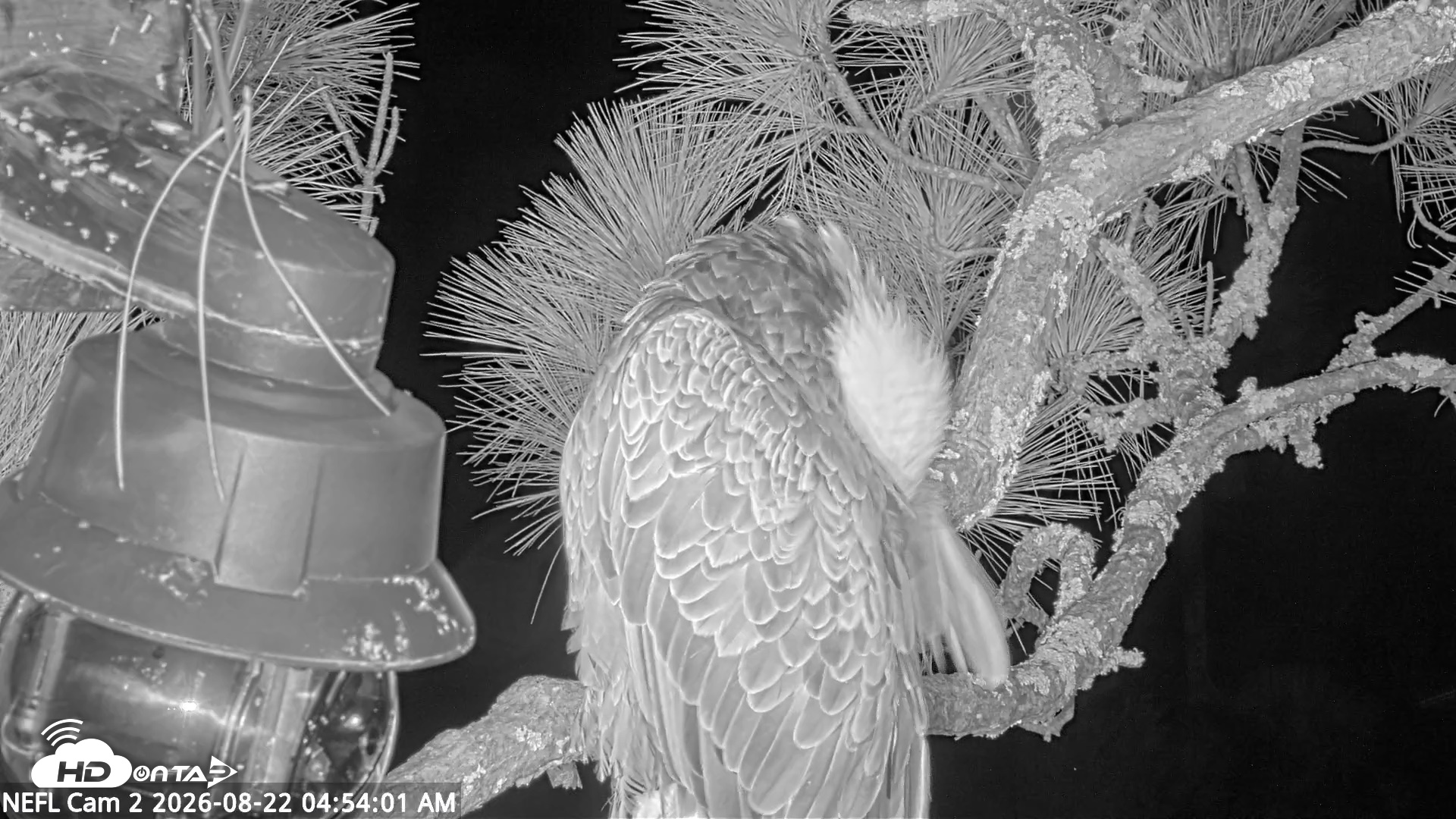 Snapshot of NE Florida Eagles Live Webcam taken Aug 22, 2026, 4:54am EDT