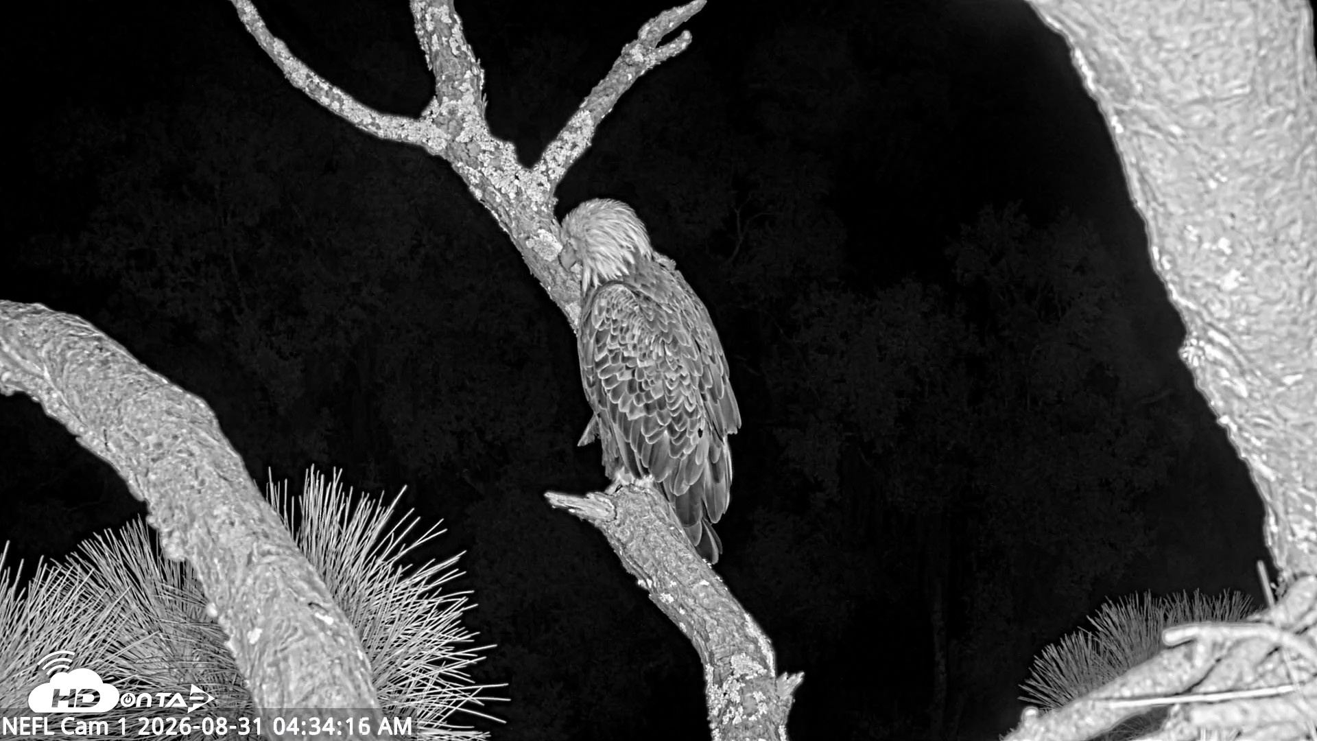 Snapshot of NE Florida Eagles Live Webcam taken Aug 31, 2026, 4:35am EDT