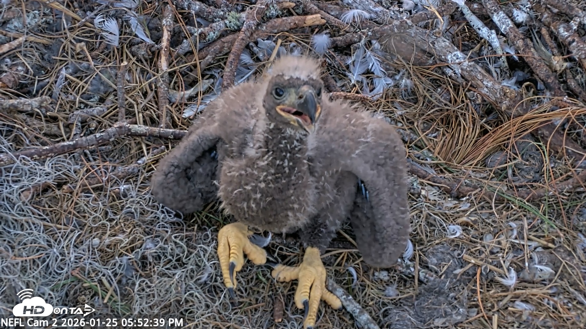 Snapshot of NE Florida Eagles Live Webcam taken Jan 25, 2026, 5:53pm EST