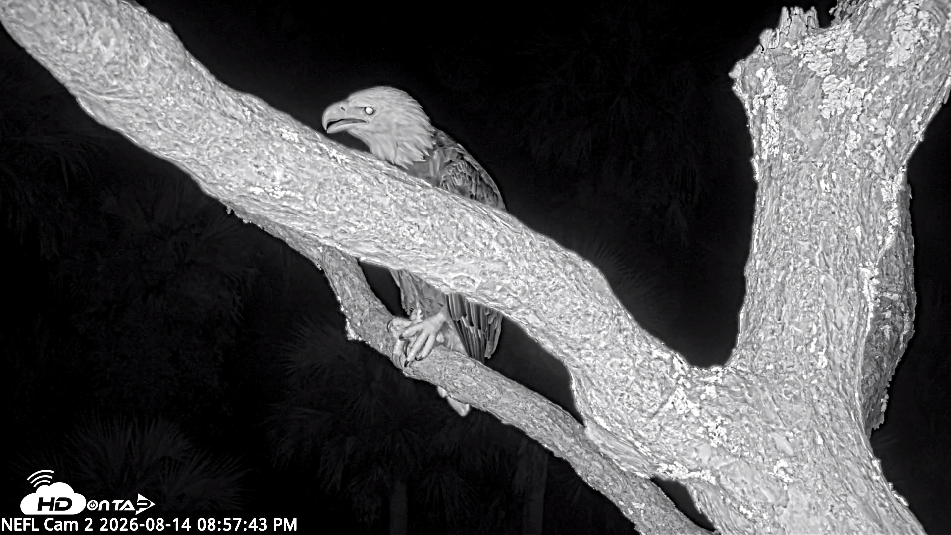 Snapshot of NE Florida Eagles Live Webcam taken Aug 14, 2026, 8:58pm EDT