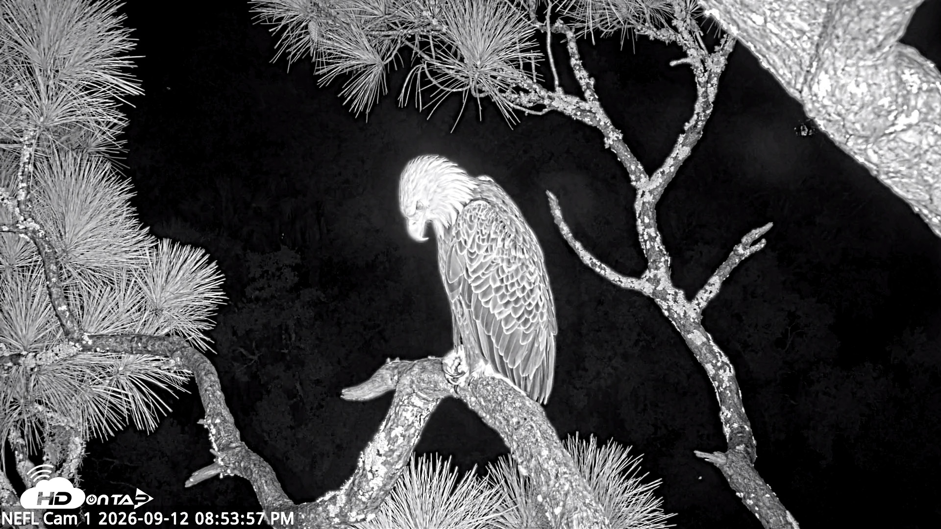 Snapshot of NE Florida Eagles Live Webcam taken Sep 12, 2026, 8:54pm EDT