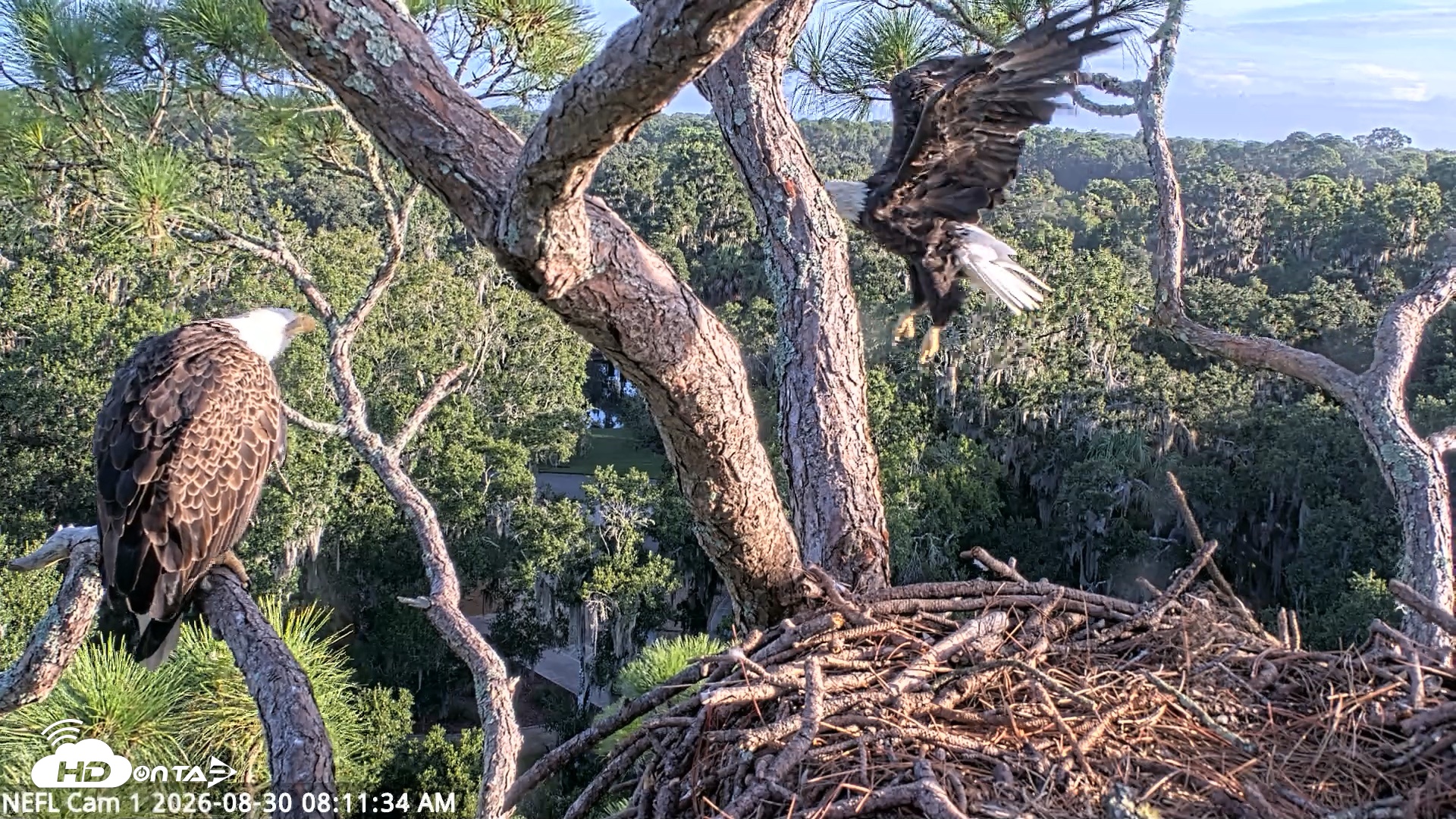 Snapshot of NE Florida Eagles Live Webcam taken Aug 30, 2026, 8:12am EDT