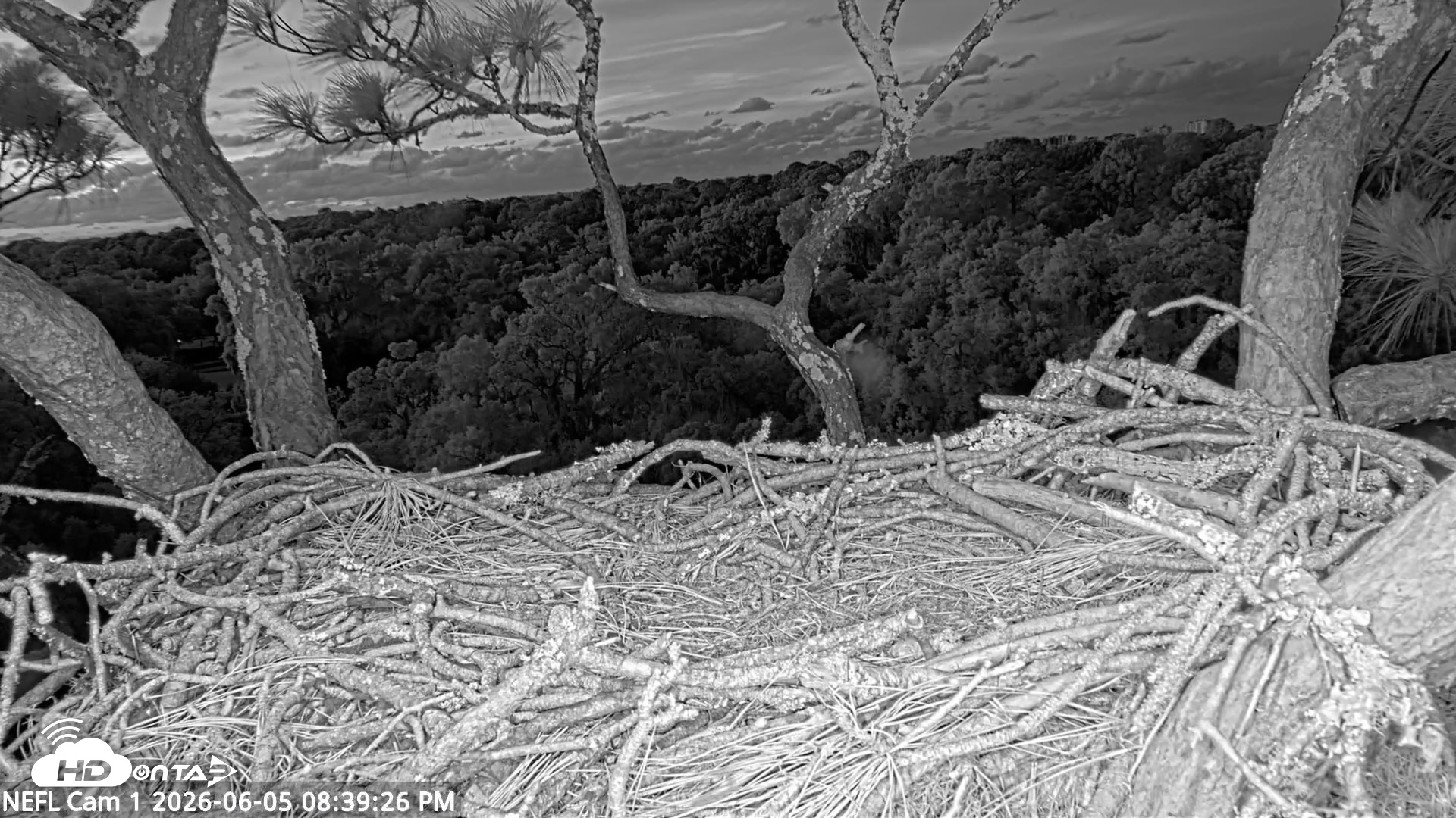 Snapshot of NE Florida Eagles Live Webcam taken Jun 5, 2026, 8:40pm EDT