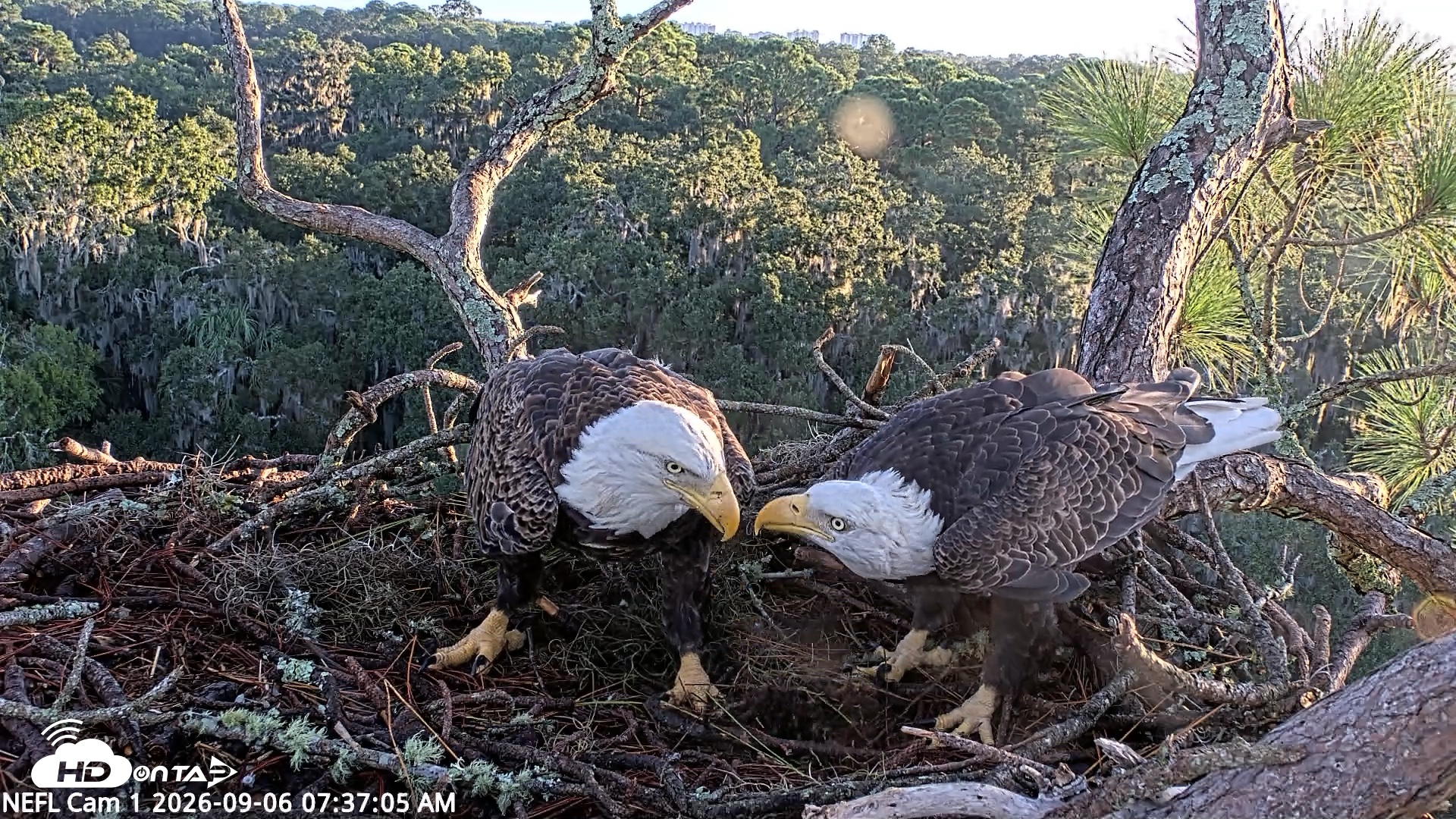Snapshot of NE Florida Eagles Live Webcam taken Sep 6, 2026, 7:38am EDT