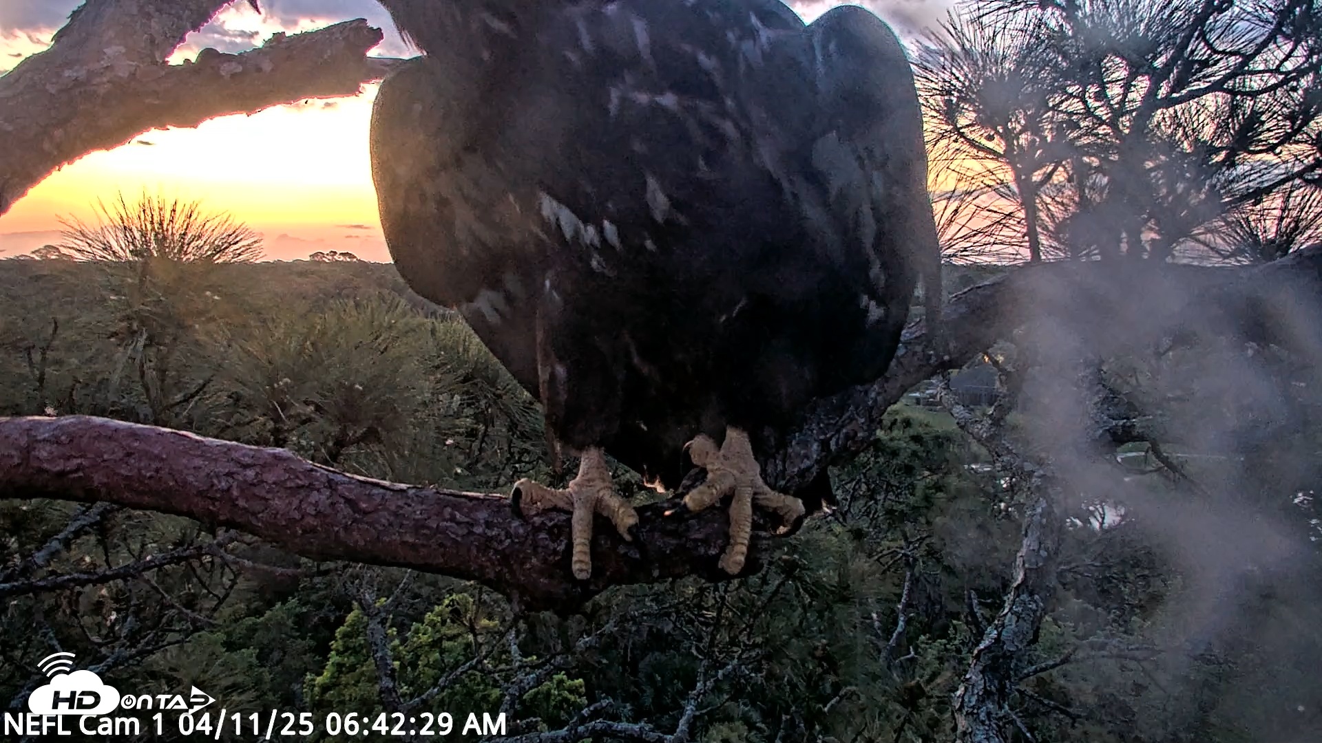 Snapshot of NE Florida Eagles Live Webcam taken Apr 11, 2025, 6:41am EDT