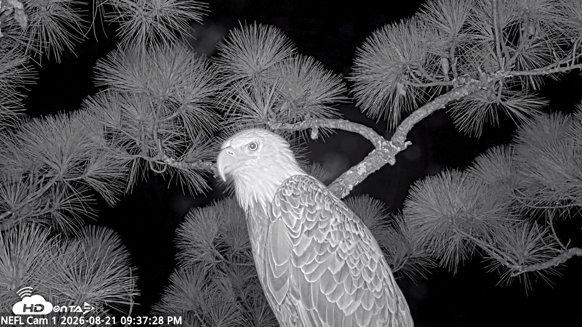 Snapshot of NE Florida Eagles Live Webcam taken Aug 21, 2026, 9:38pm EDT