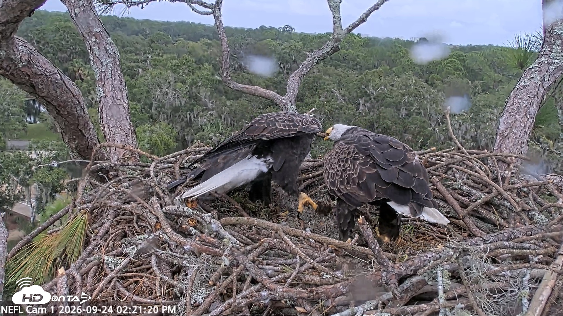Snapshot of NE Florida Eagles Live Webcam taken Sep 24, 2026, 2:22pm EDT