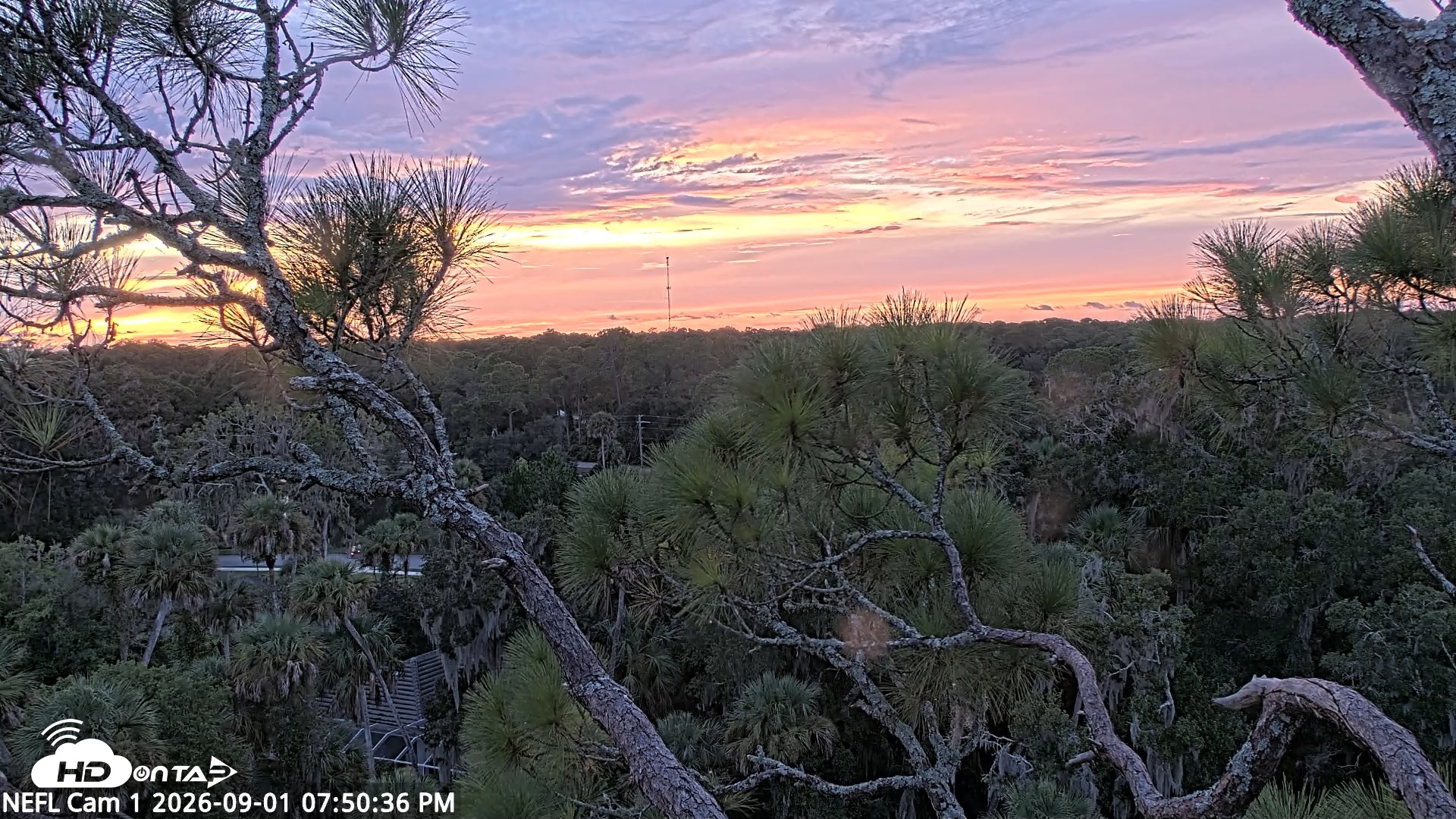 Snapshot of NE Florida Eagles Live Webcam taken Sep 1, 2026, 7:51pm EDT