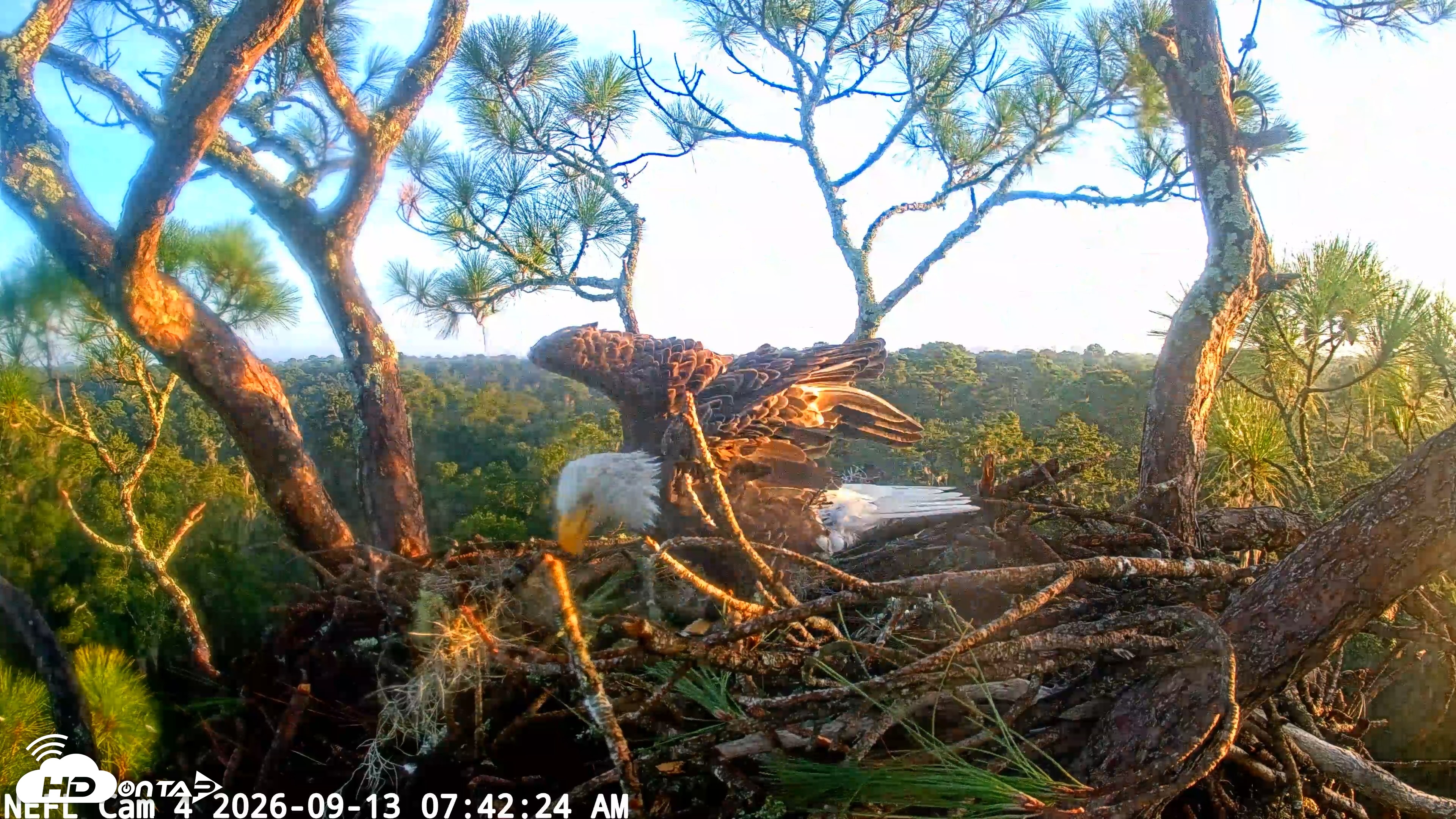 Snapshot of NE Florida Eagles Live Webcam taken Sep 13, 2026, 7:43am EDT