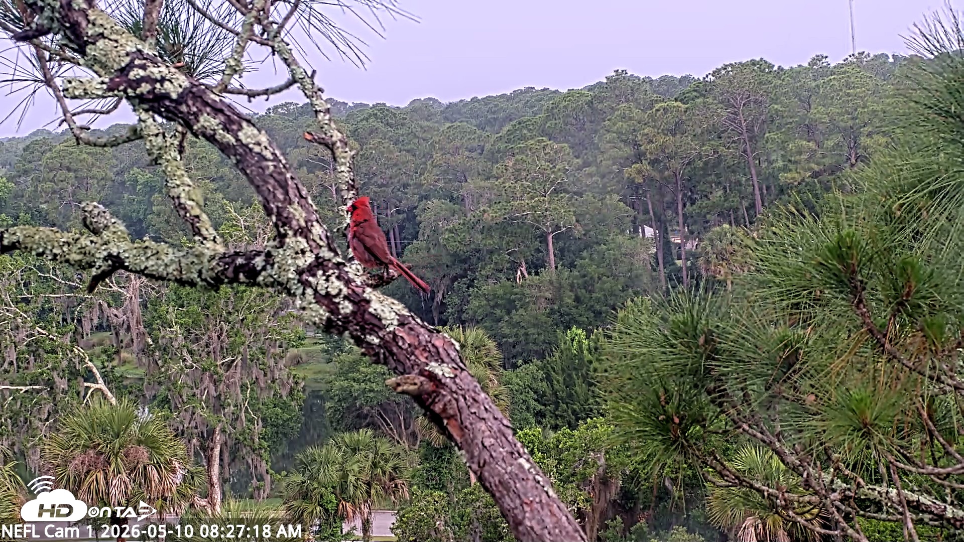 Snapshot of NE Florida Eagles Live Webcam taken May 10, 2026, 8:28am EDT