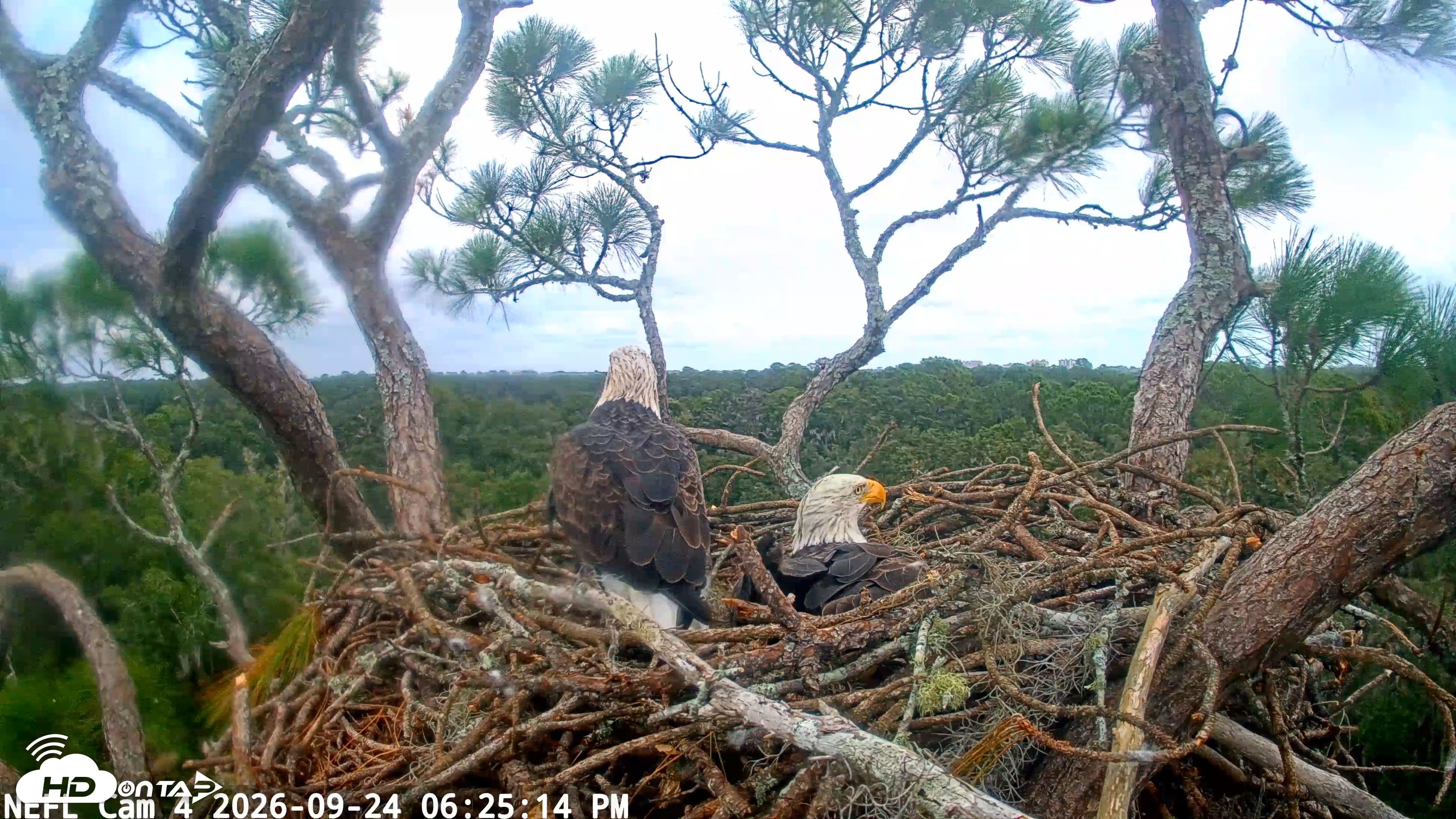 Snapshot of NE Florida Eagles Live Webcam taken Sep 24, 2026, 6:25pm EDT