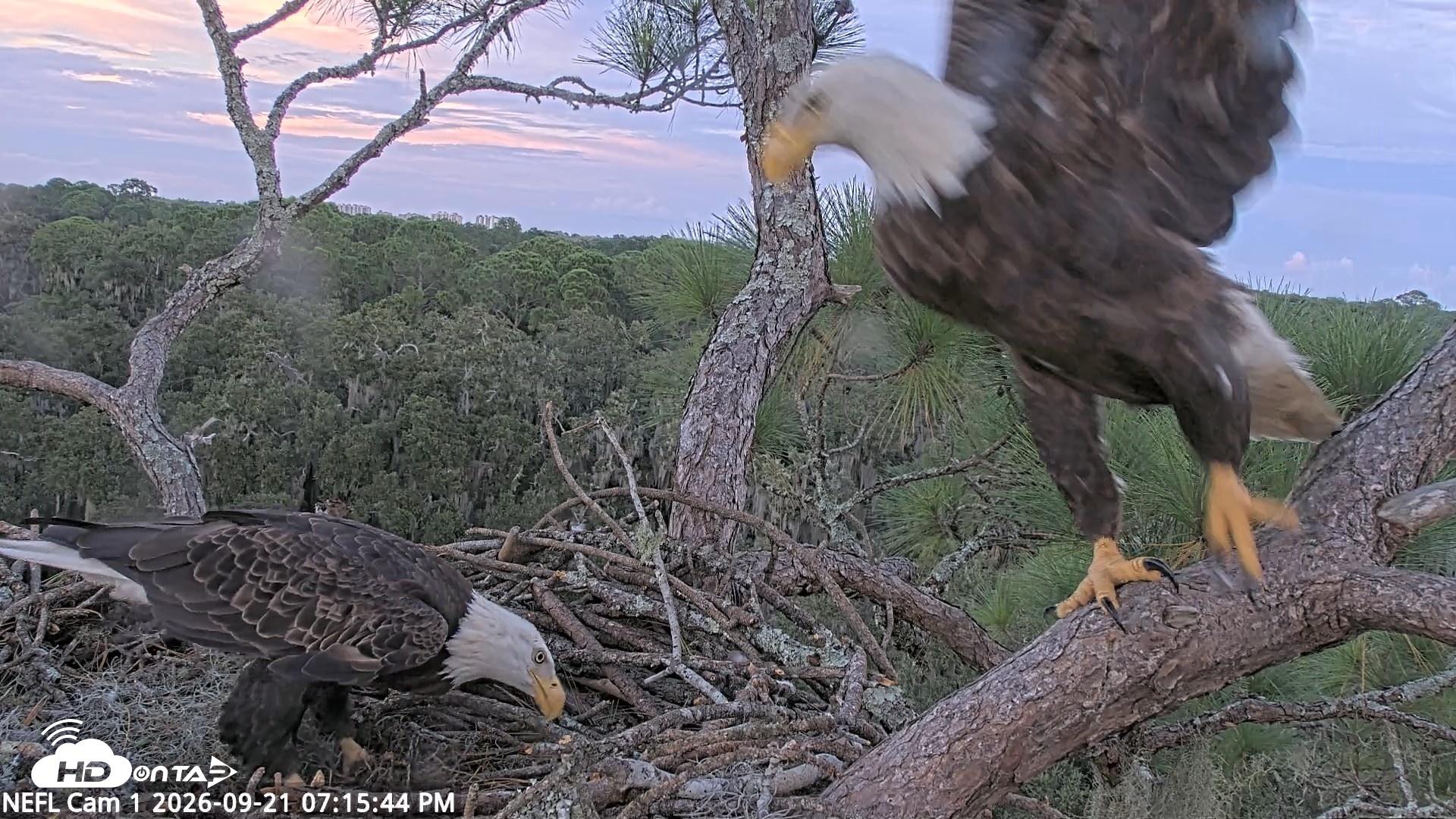 Snapshot of NE Florida Eagles Live Webcam taken Sep 21, 2026, 7:16pm EDT