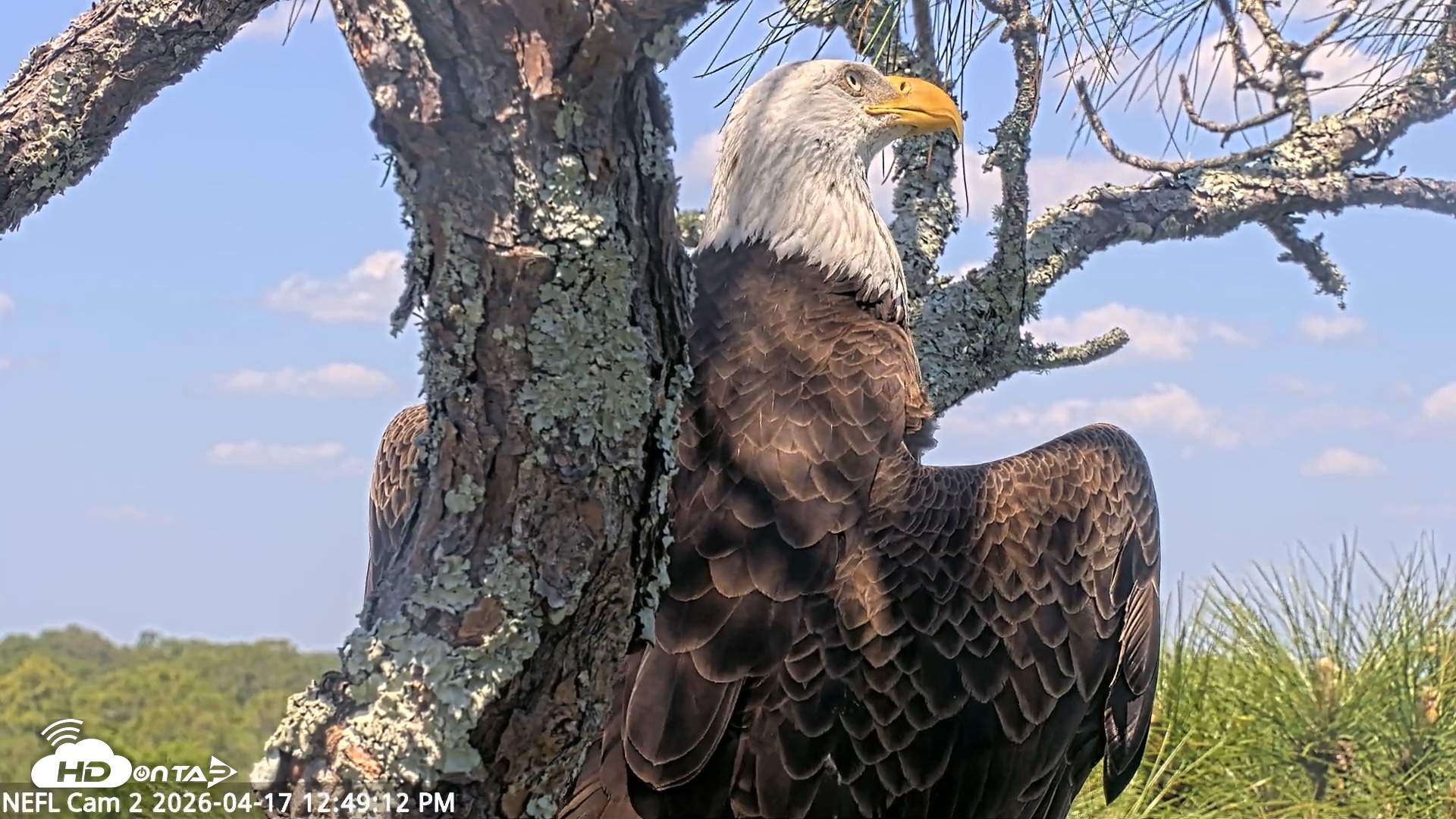 Snapshot of NE Florida Eagles Live Webcam taken Apr 17, 2026, 12:50pm EDT