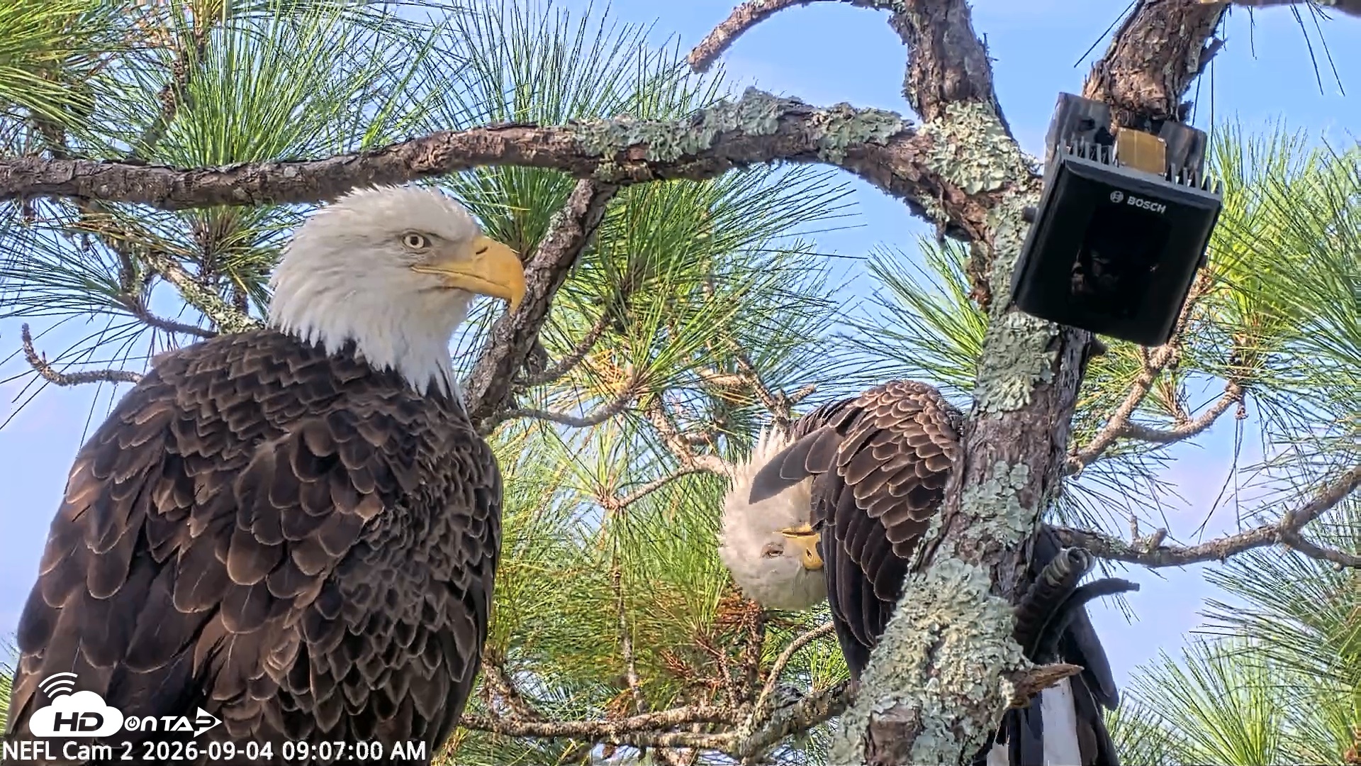 Snapshot of NE Florida Eagles Live Webcam taken Sep 4, 2026, 9:07am EDT